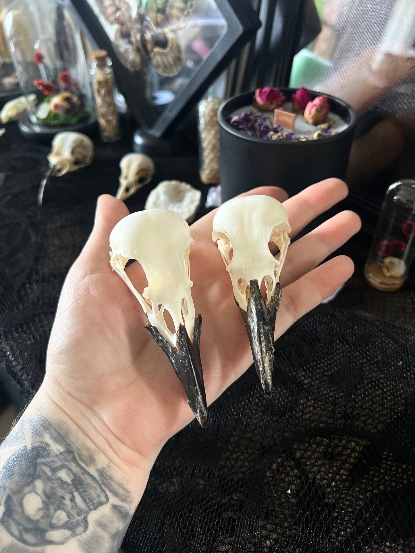Complete Crow Skull | Corvus Corone | A Quality