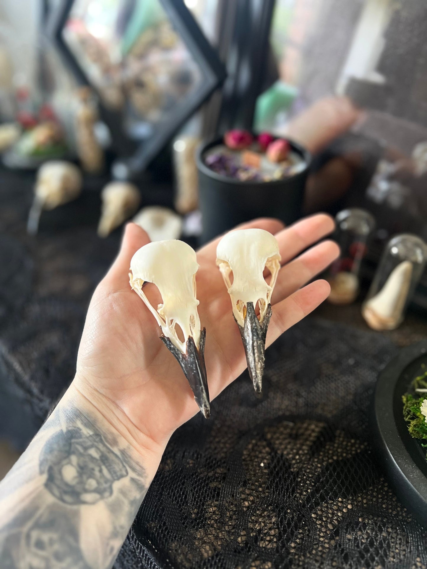 Complete Crow Skull | Corvus Corone | A Quality