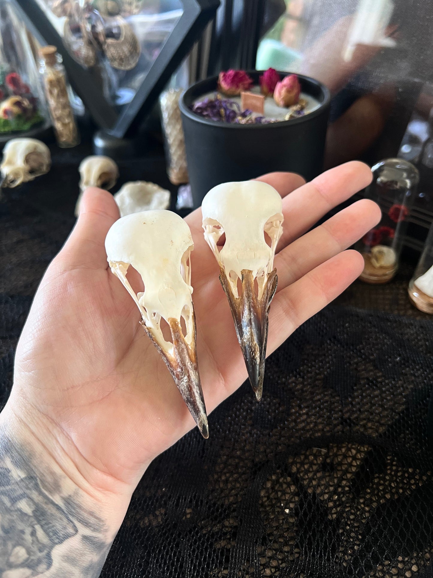 Complete Crow Skull | Corvus Corone | A Quality
