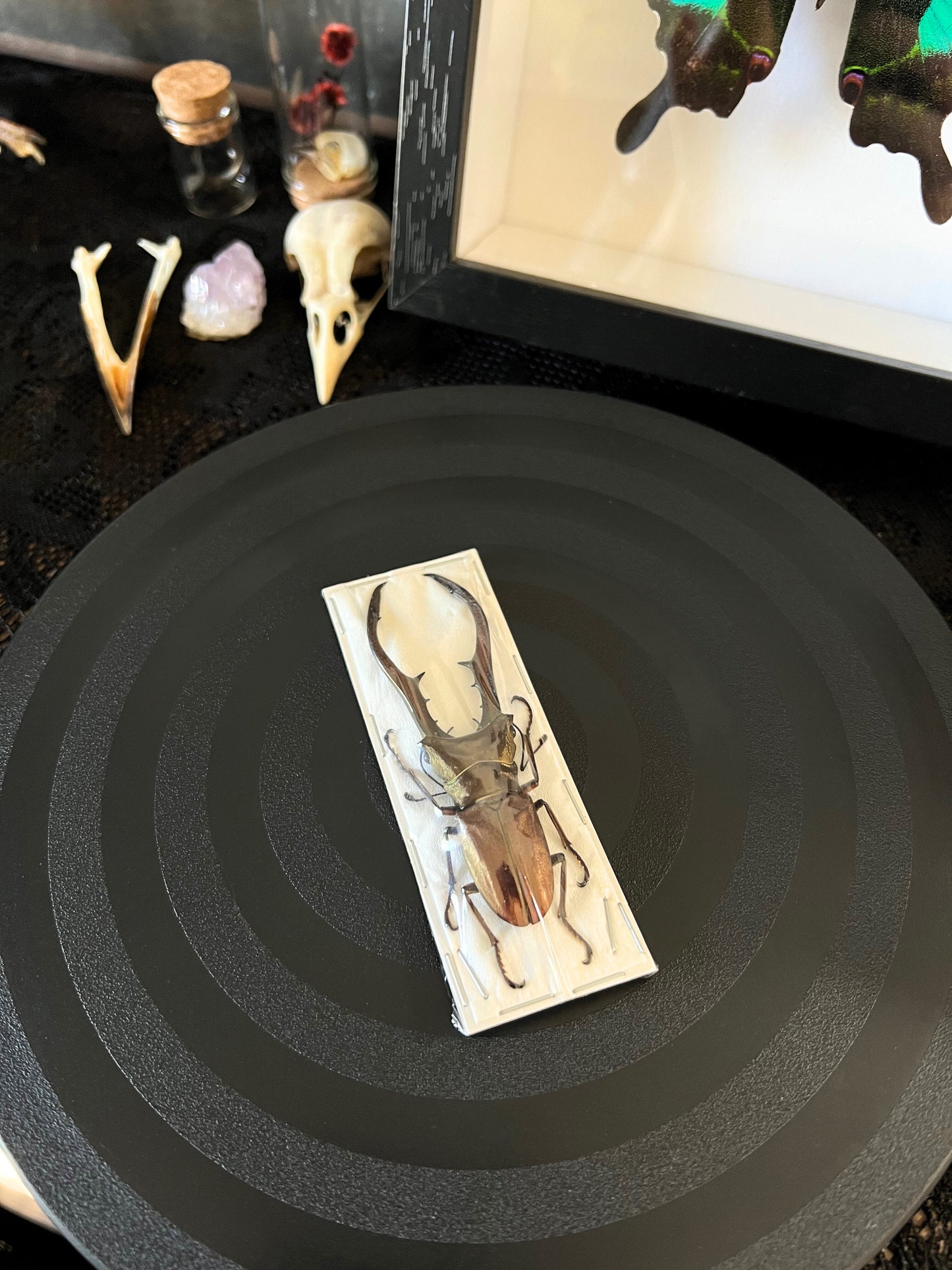 Bronze Stag Beetle (Cyclommatus Metallifer Aenomicans) Dehydrated Specimen