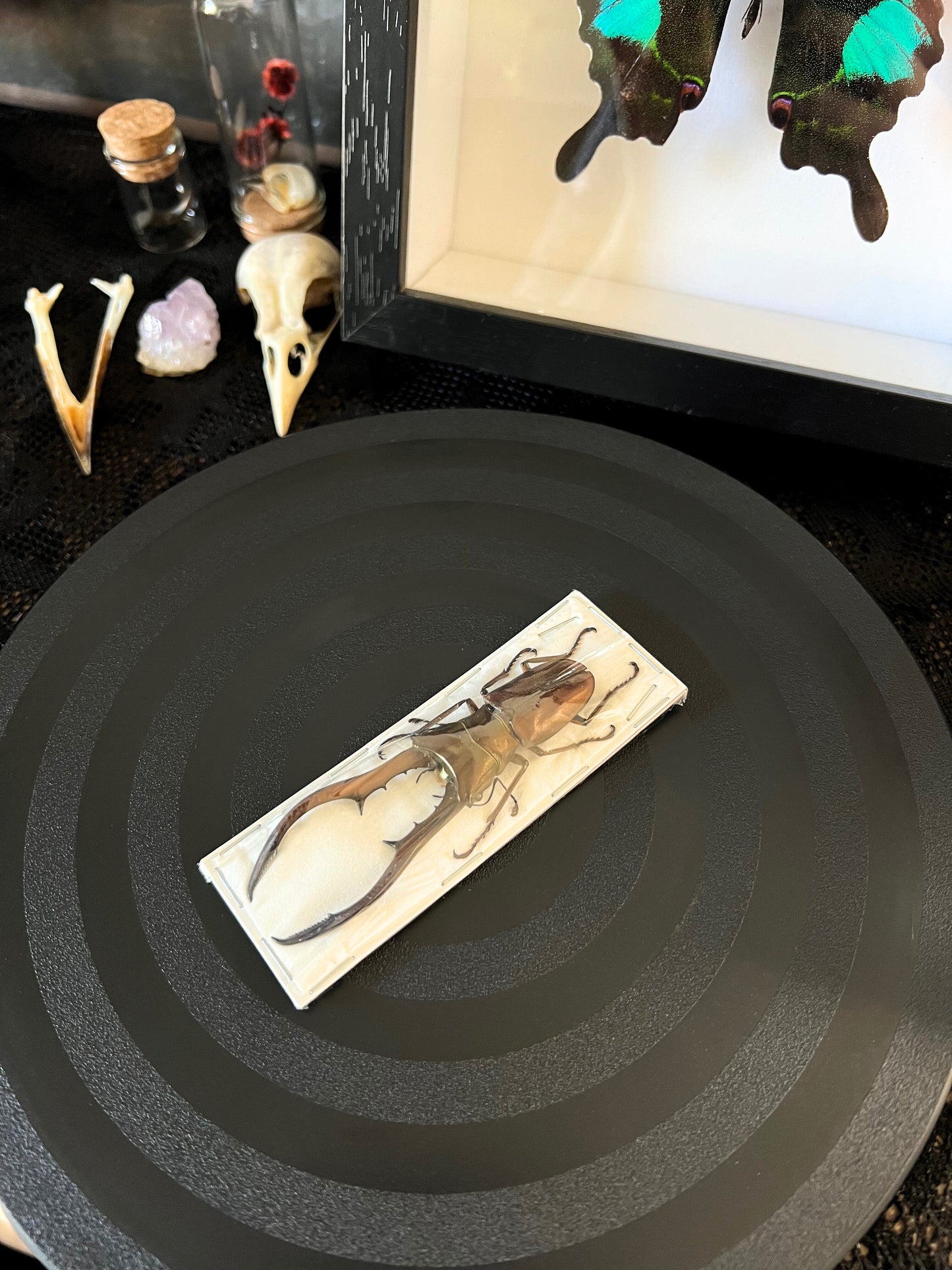 Bronze Stag Beetle (Cyclommatus Metallifer Aenomicans) Dehydrated Specimen