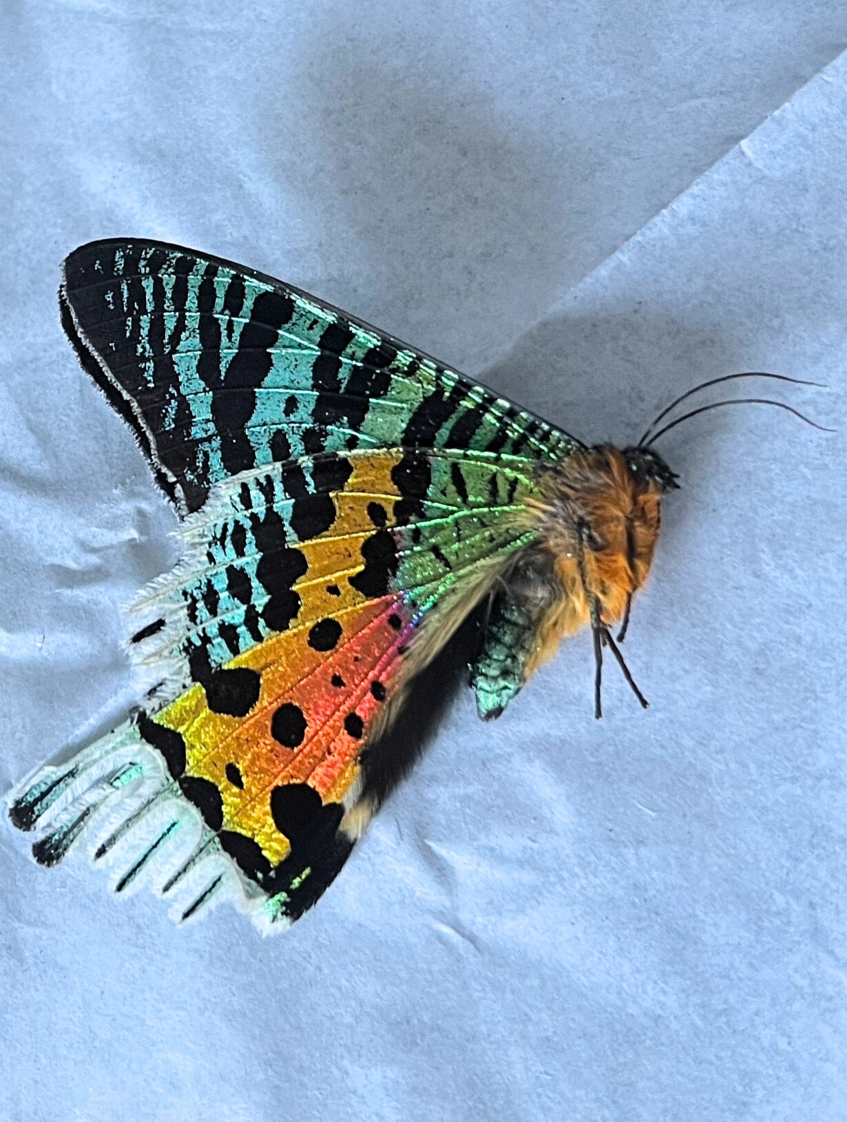 Madagascan Sunset Moth on a light background