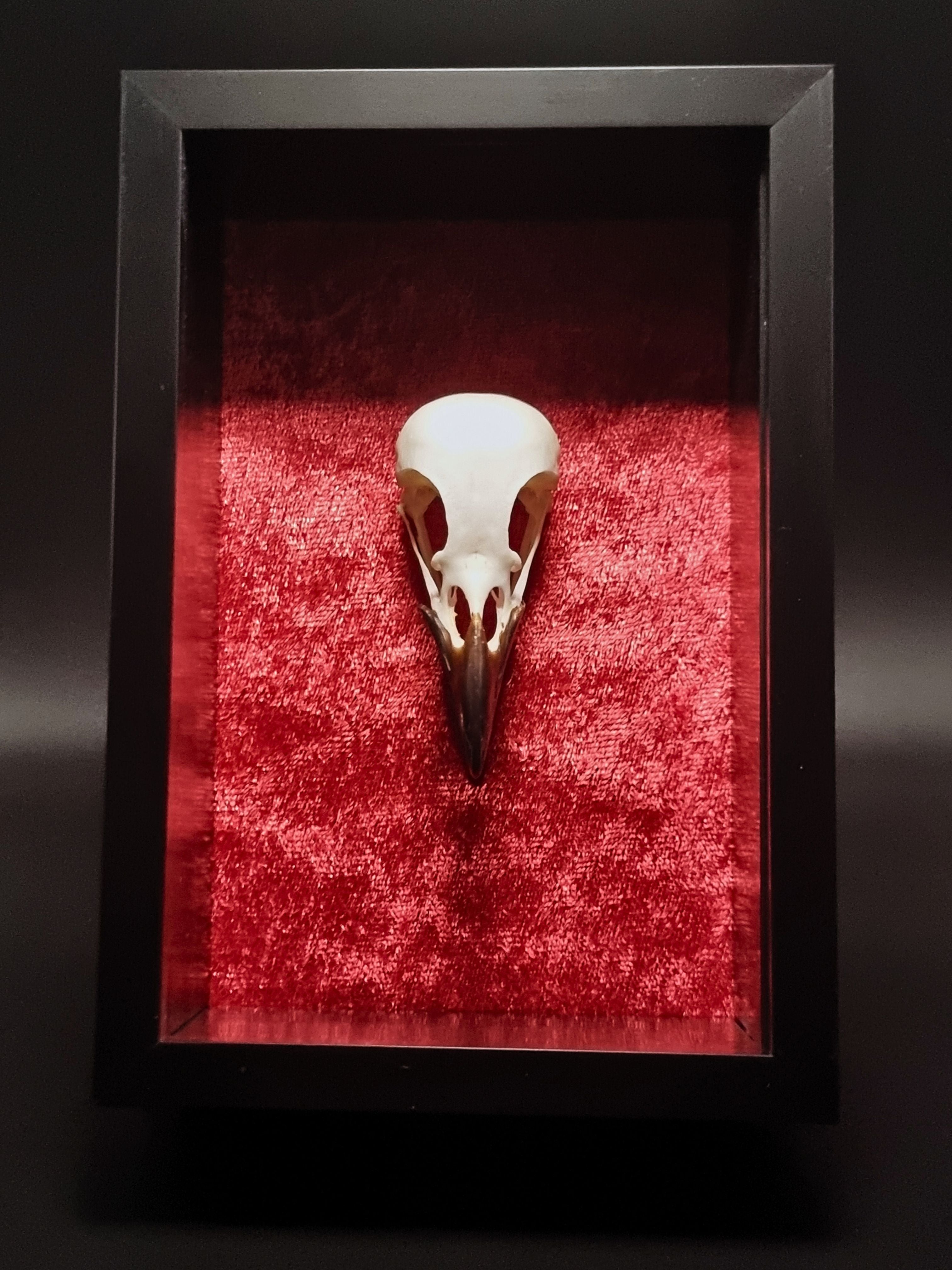 Magpie (Pica Pica) Skull in Frame – Corvus Oddities