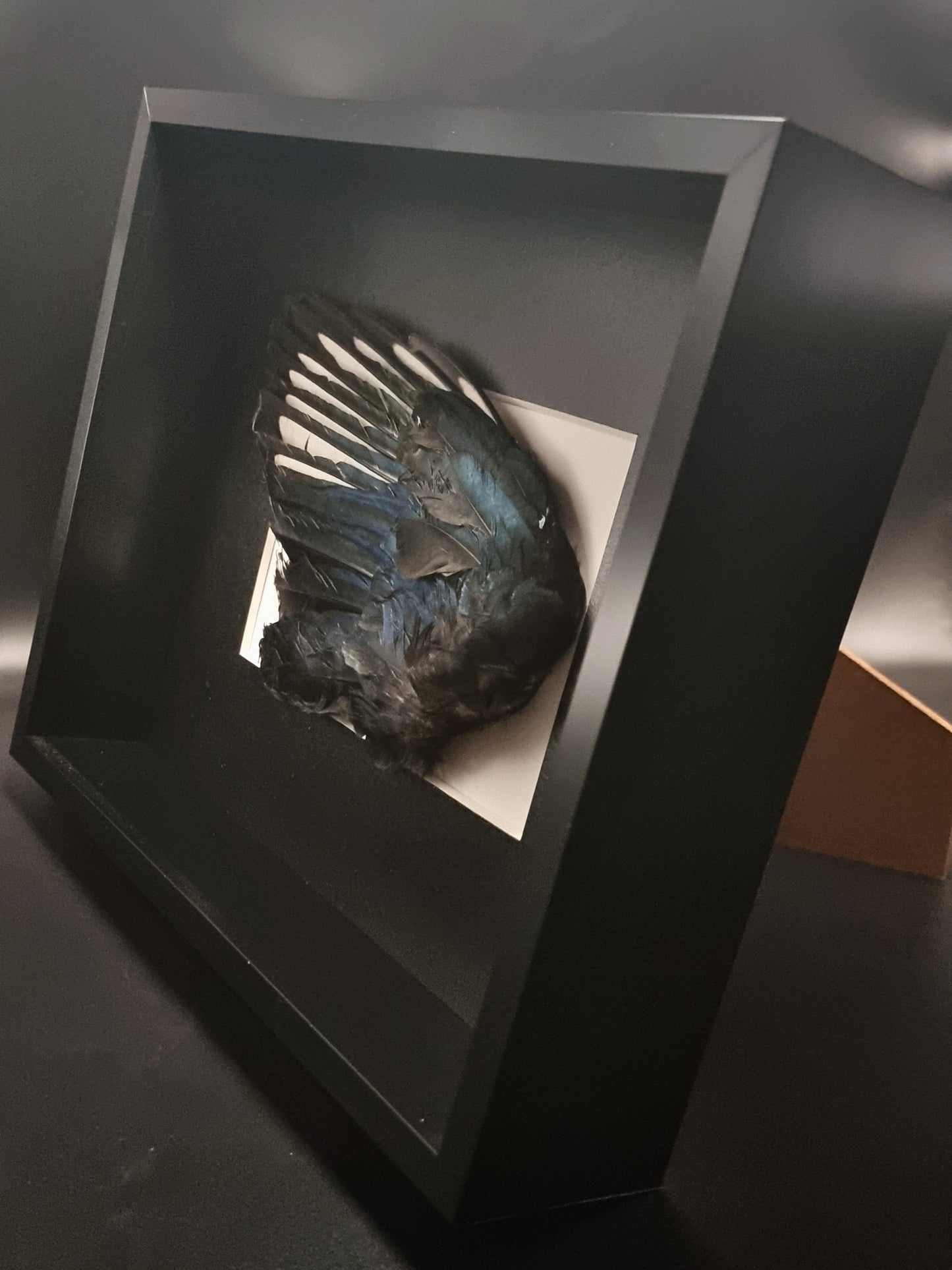 Magpie (Pica Pica) Wing in Frame