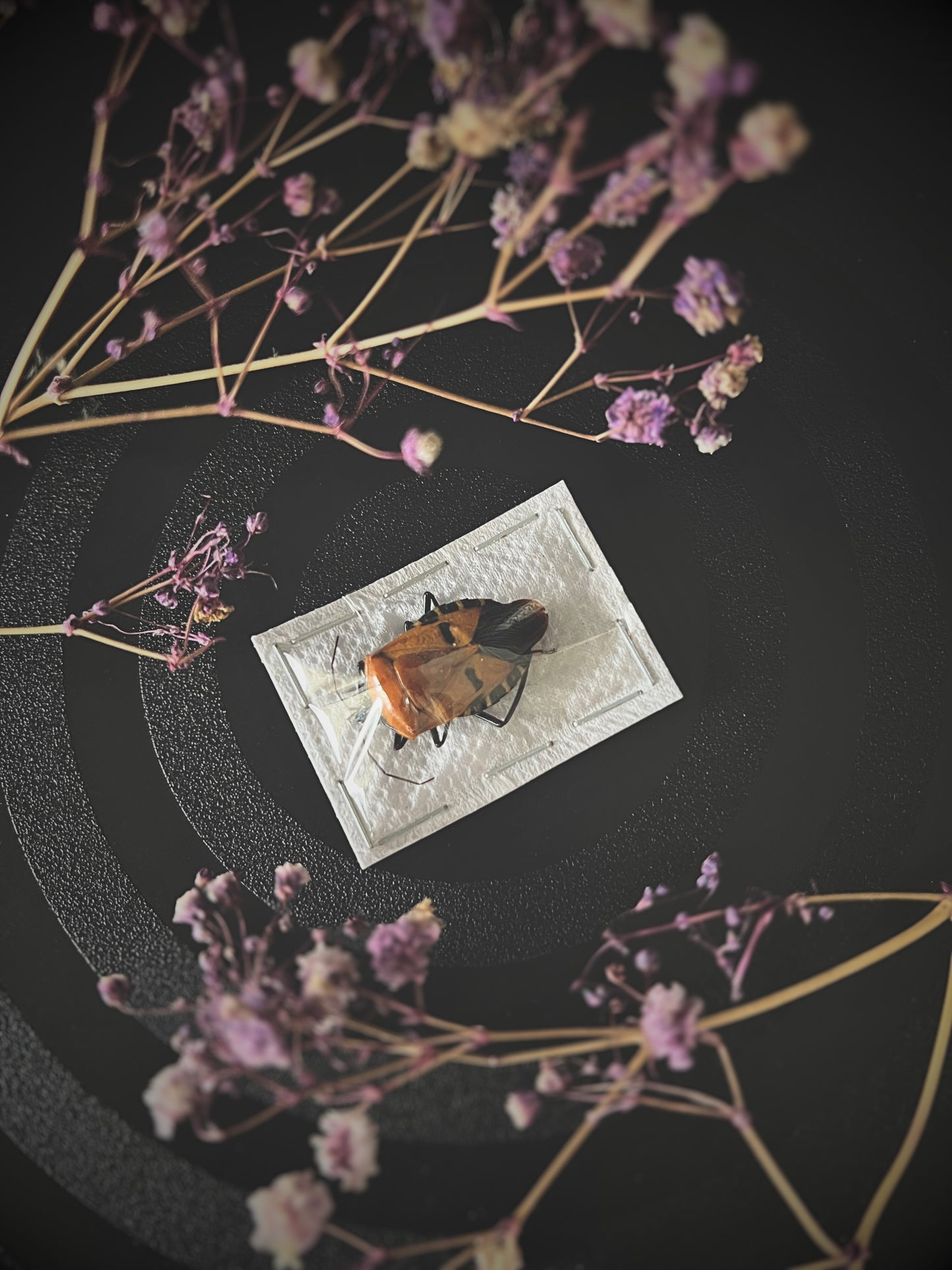 Man-Faced Stink Bug (Catacanthus Incarnatus)
