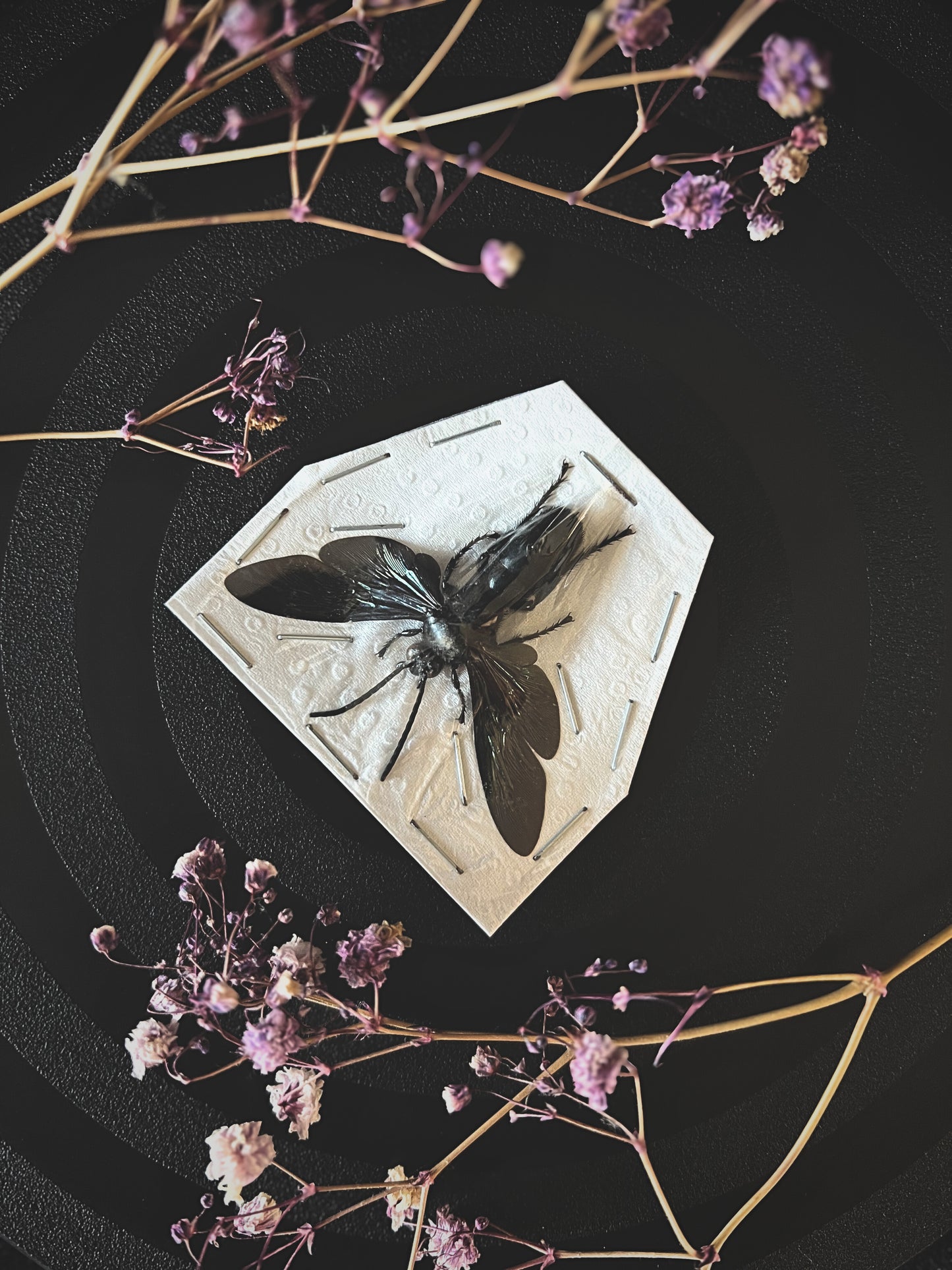 Giant iridescent hornet on a dark background with dried flowers