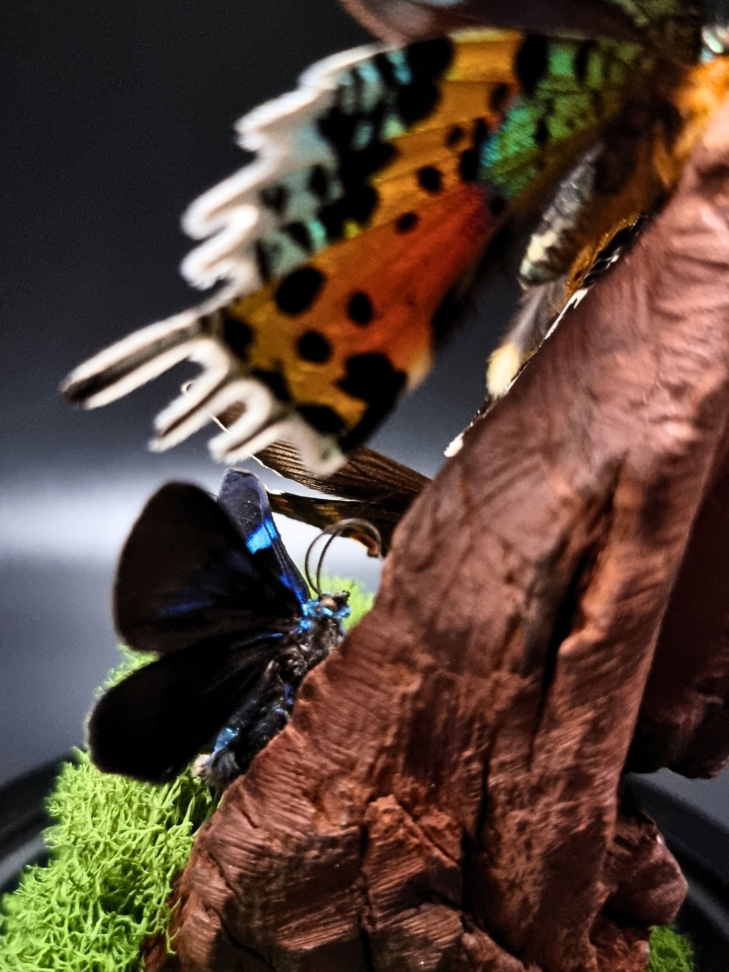 Blue Day Flying Moth, Alpine Black Swallowtail & Madagascan Sunset Moth In Glass Dome