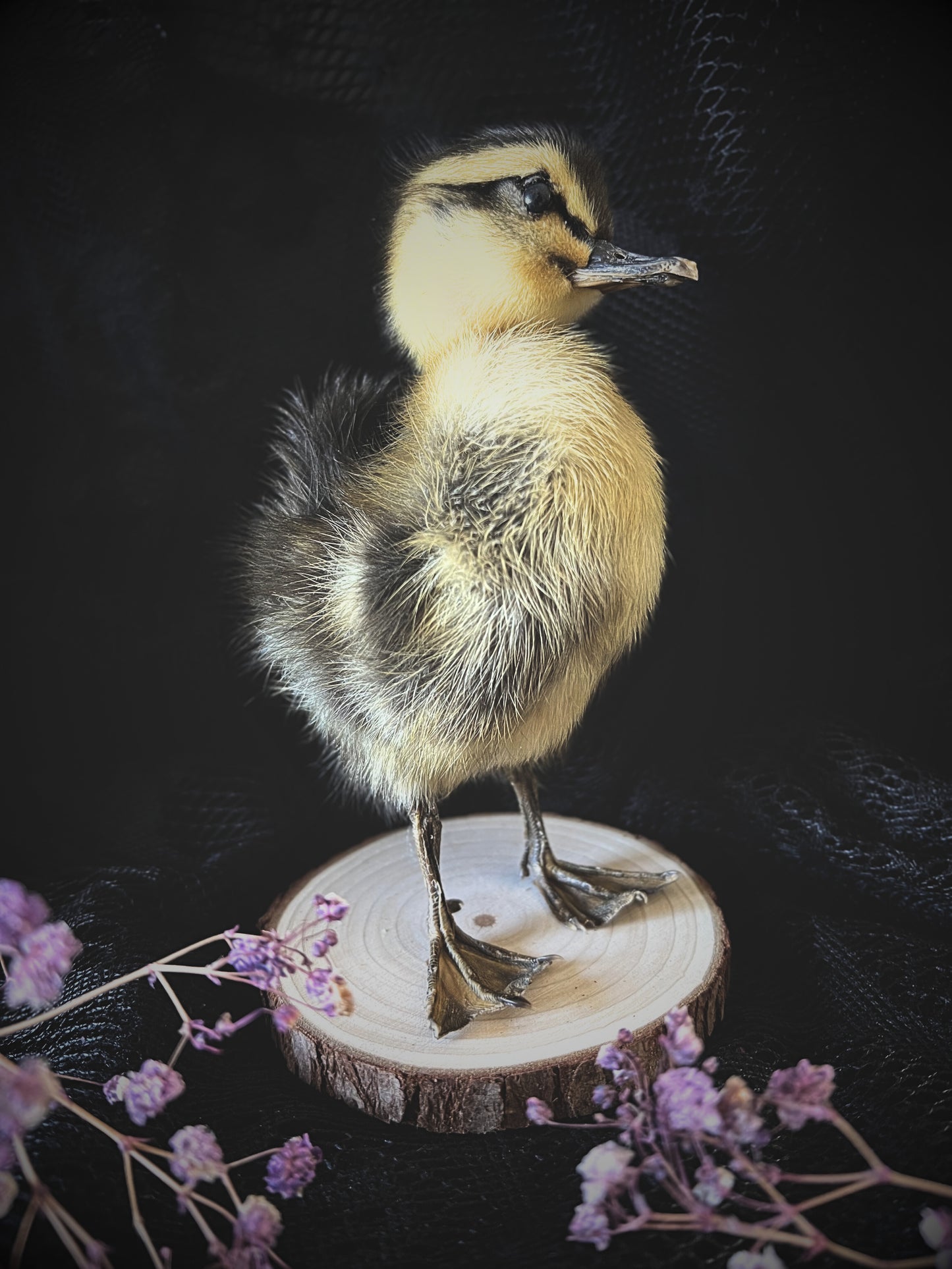 Taxidermy striped yellow duckling on a wooden base with purple flowers against a dark background