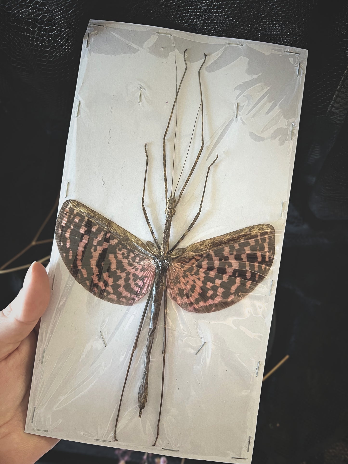 Tessellated Spiny Flying Stick Insect (Diesbachia Tamyris)