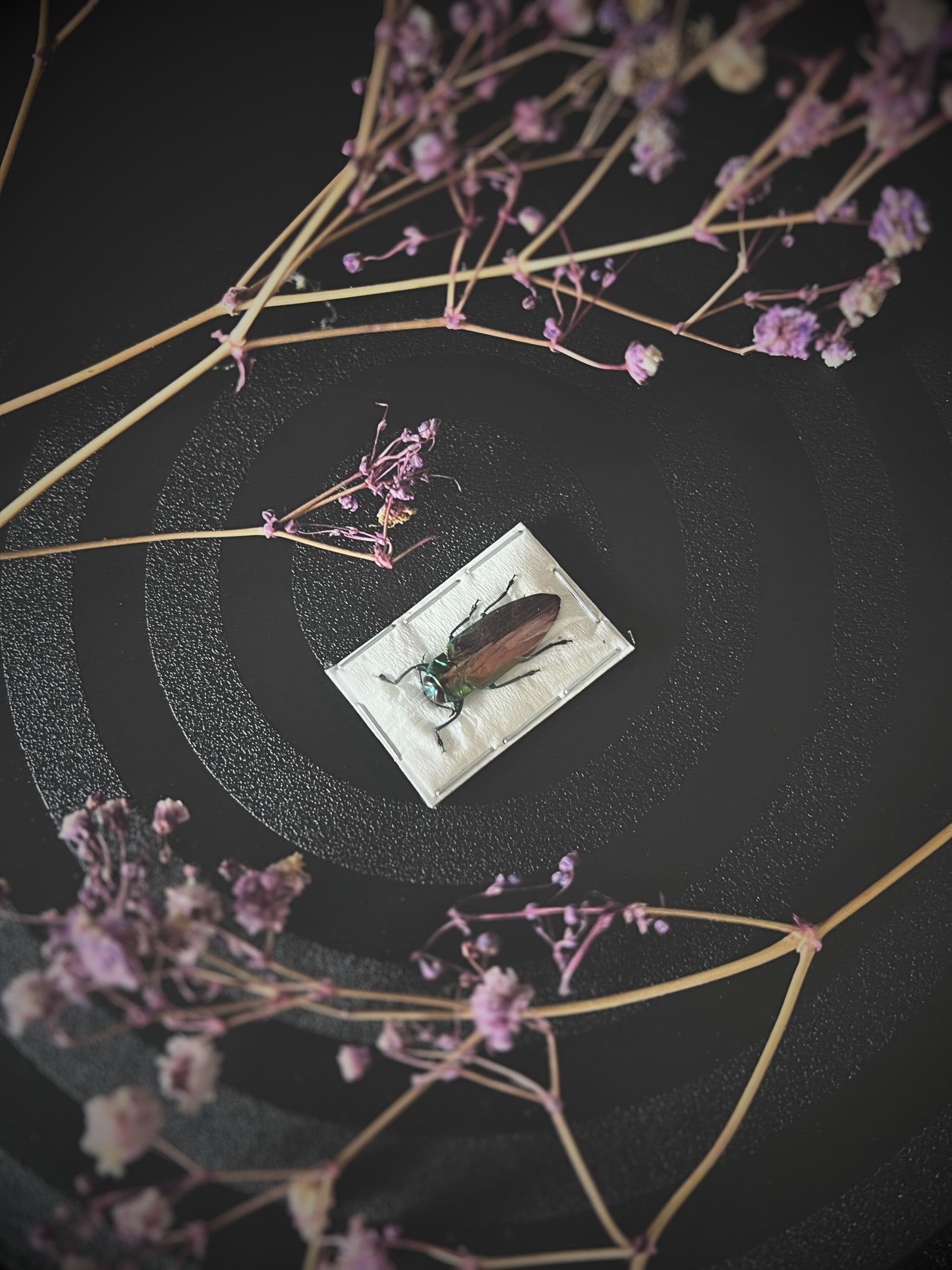 Tricolour metallic wood-boring beetle on a small rectangular plate surrounded by delicate pink flowers on a dark background
