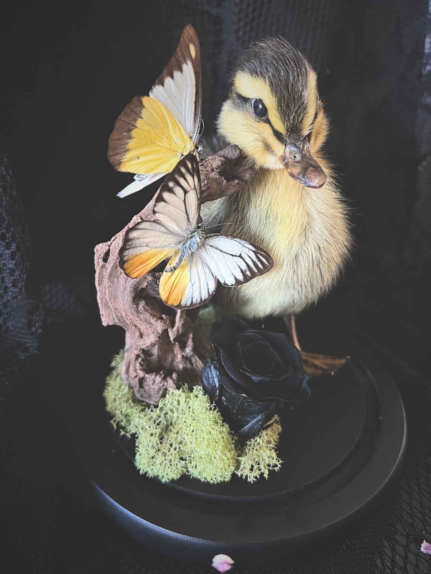 Taxidermy Striped Yellow Duckling, Chocolate Albatross (Appias Lyncida) & Common Yellow (Delias Baracasa) Butterfly Garden in Glass Dome