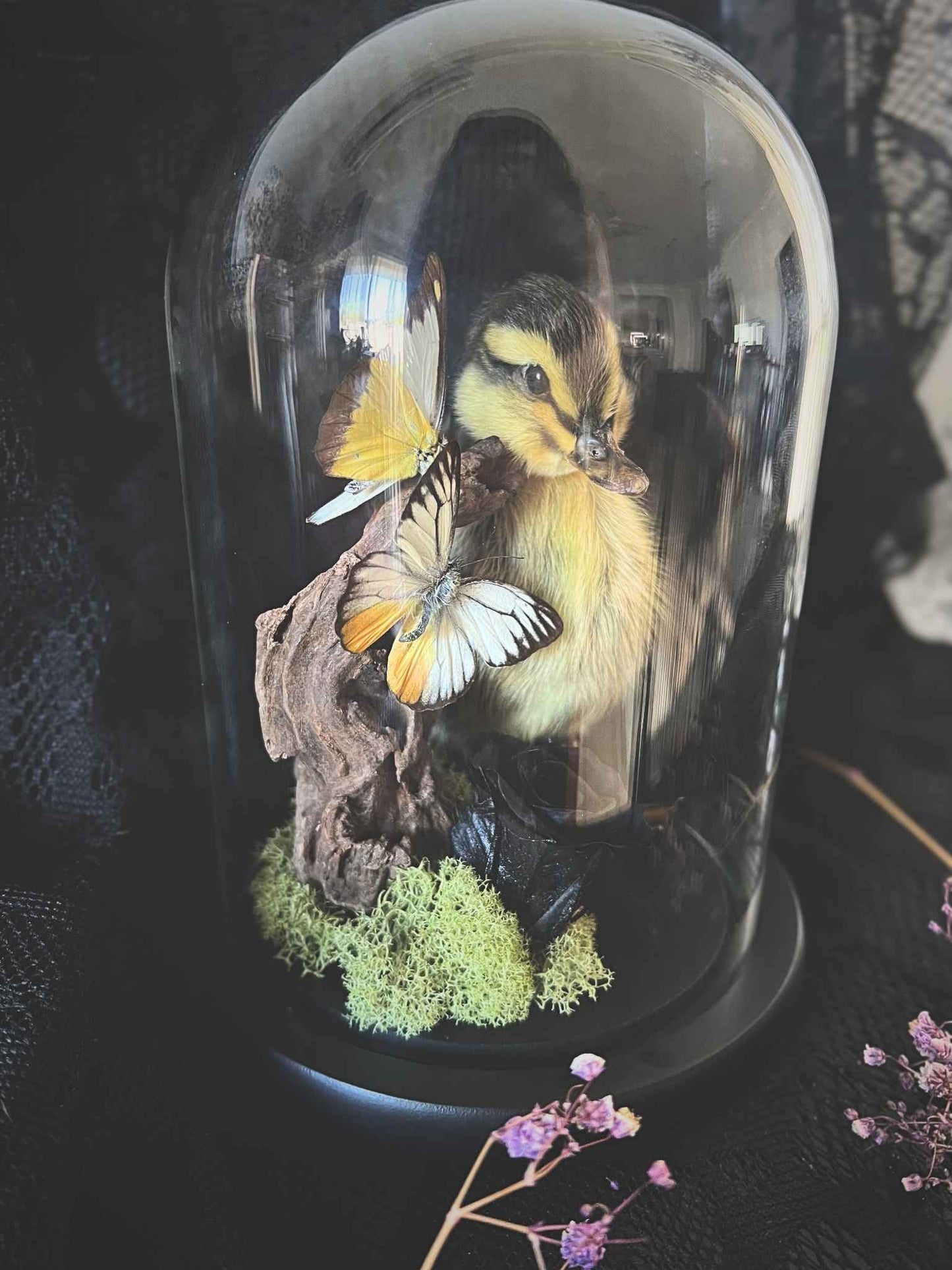Taxidermy Striped Yellow Duckling, Chocolate Albatross (Appias Lyncida) & Common Yellow (Delias Baracasa) Butterfly Garden in Glass Dome