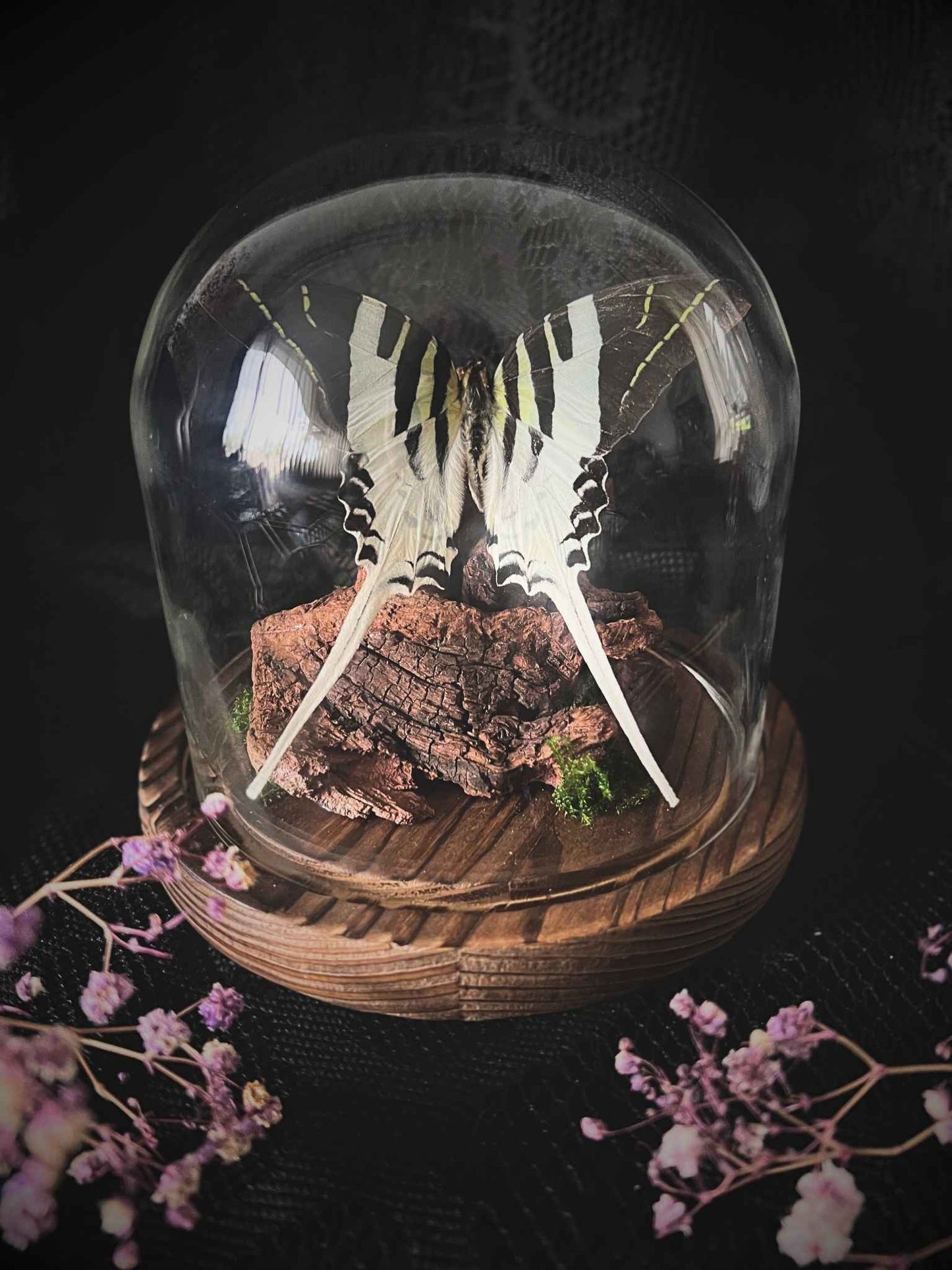 Tabitha's Swordtail (Graphium Dorcus) Butterfly in Glass Dome (2)