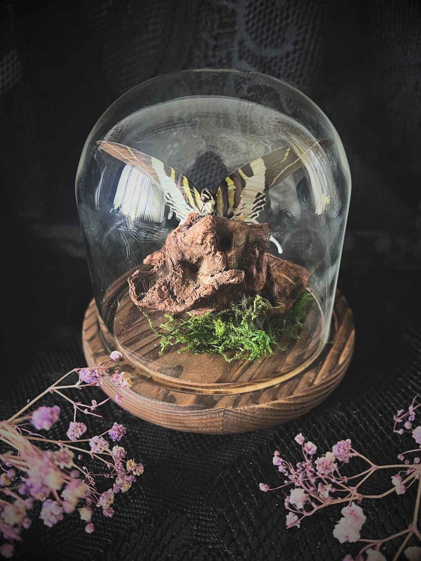 Tabitha's Swordtail (Graphium Dorcus) Butterfly in Glass Dome (2)