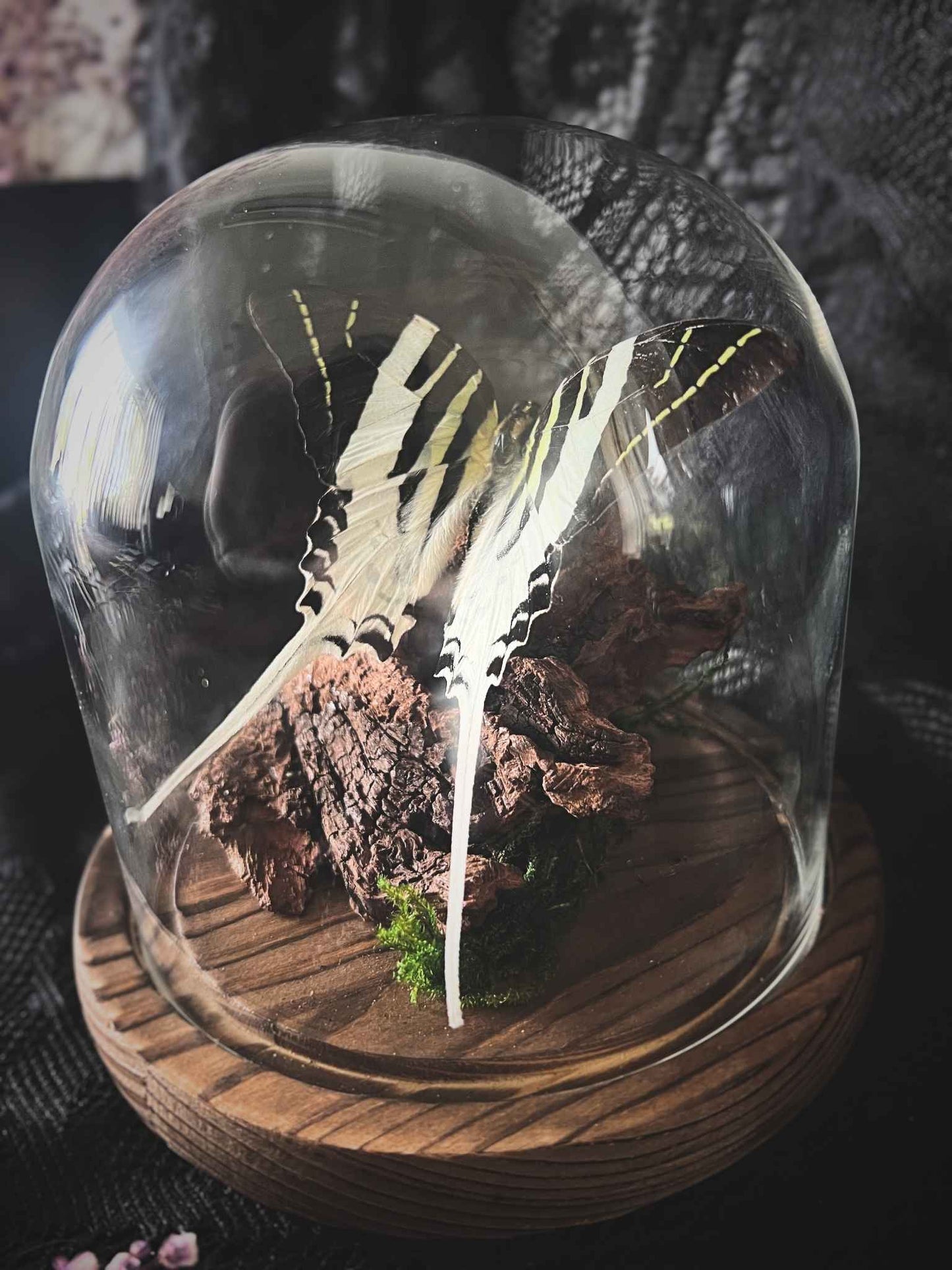Tabitha's Swordtail (Graphium Dorcus) Butterfly in Glass Dome (2)