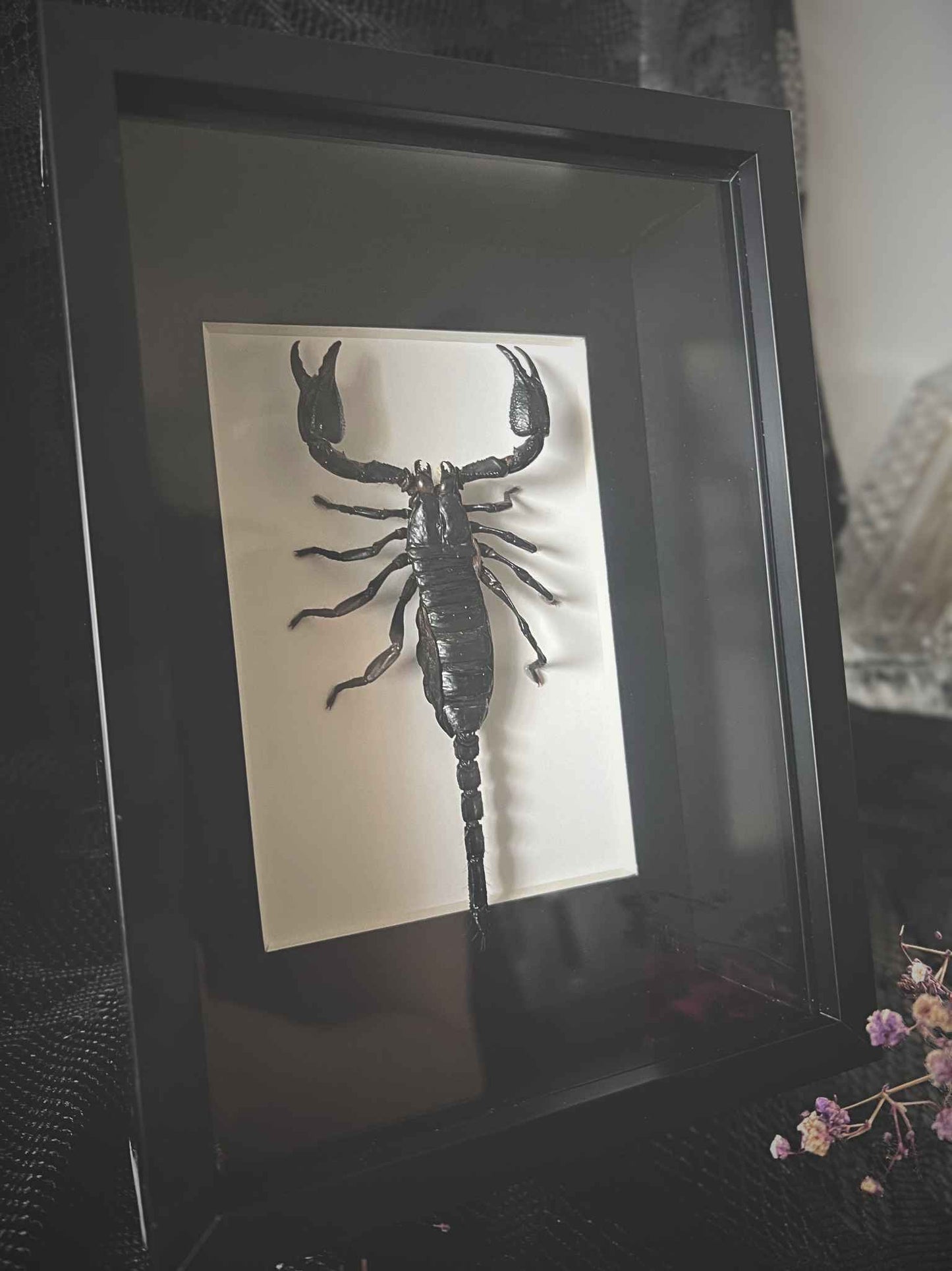 Asian Forest Scorpion (Heterometrus Spinifer) in Frame