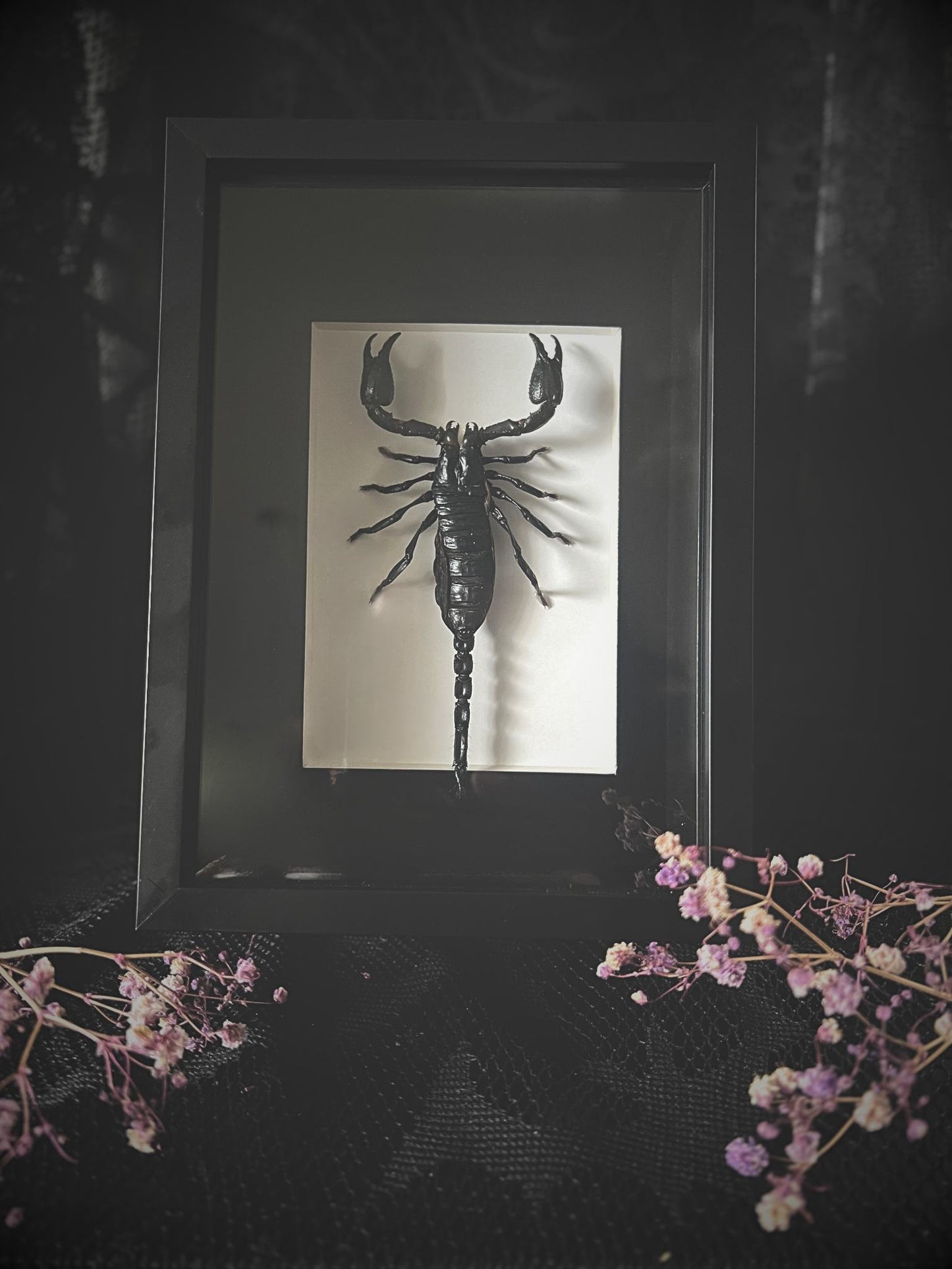 Asian Forest Scorpion (Heterometrus Spinifer) in Frame
