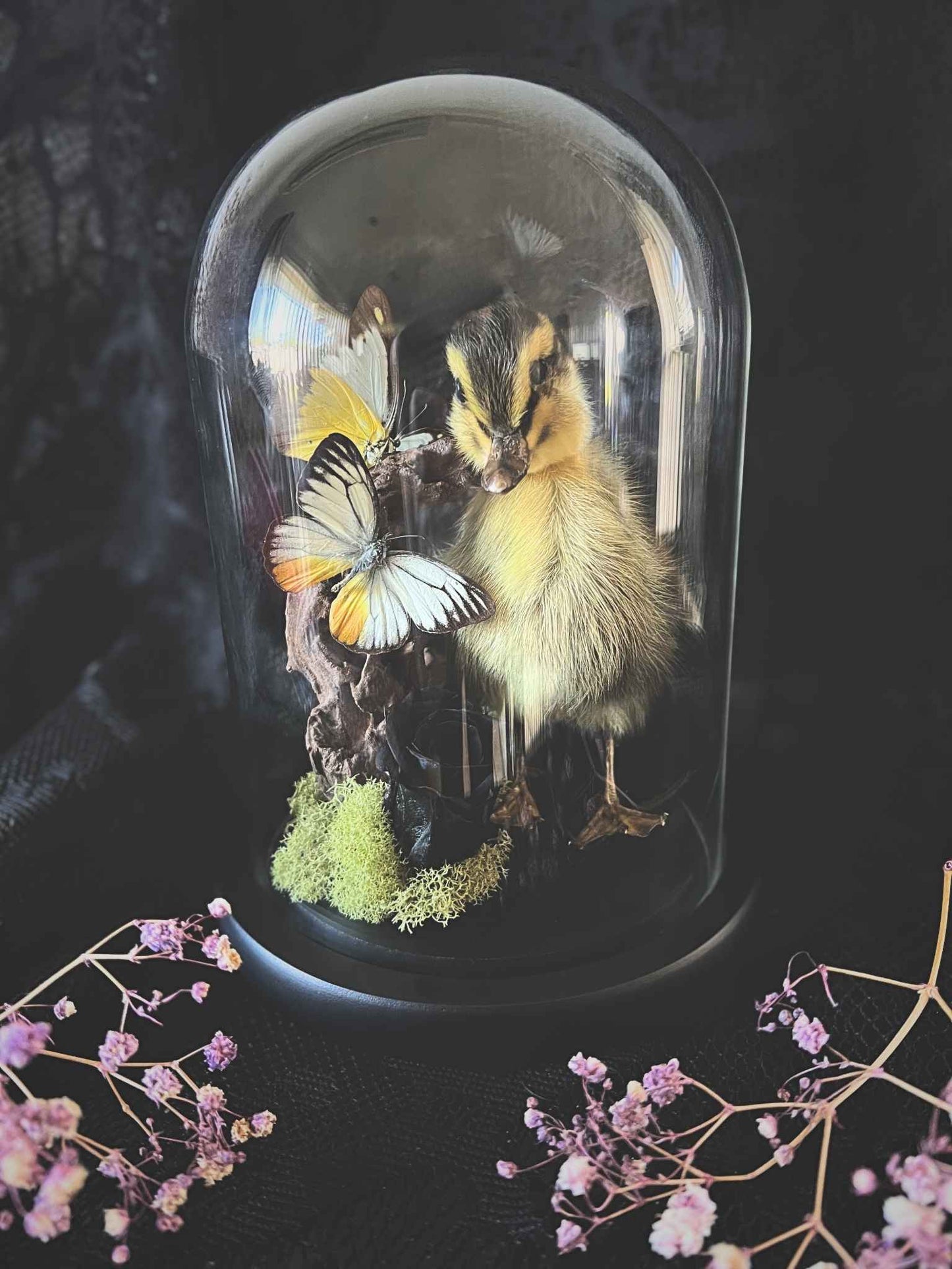 Taxidermy Striped Yellow Duckling, Chocolate Albatross (Appias Lyncida) & Common Yellow (Delias Baracasa) Butterfly Garden in Glass Dome