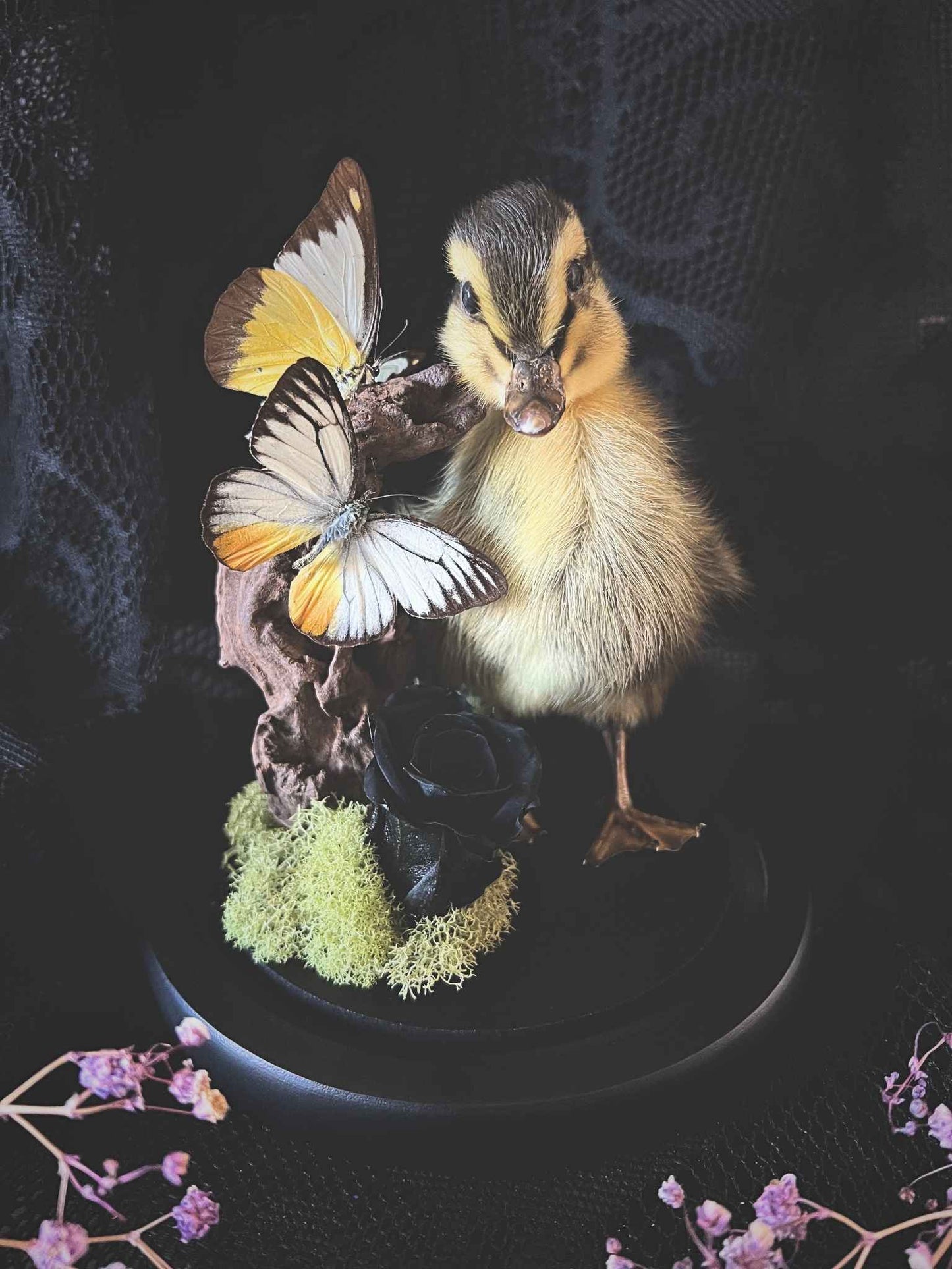 Taxidermy Striped Yellow Duckling, Chocolate Albatross (Appias Lyncida) & Common Yellow (Delias Baracasa) Butterfly Garden in Glass Dome