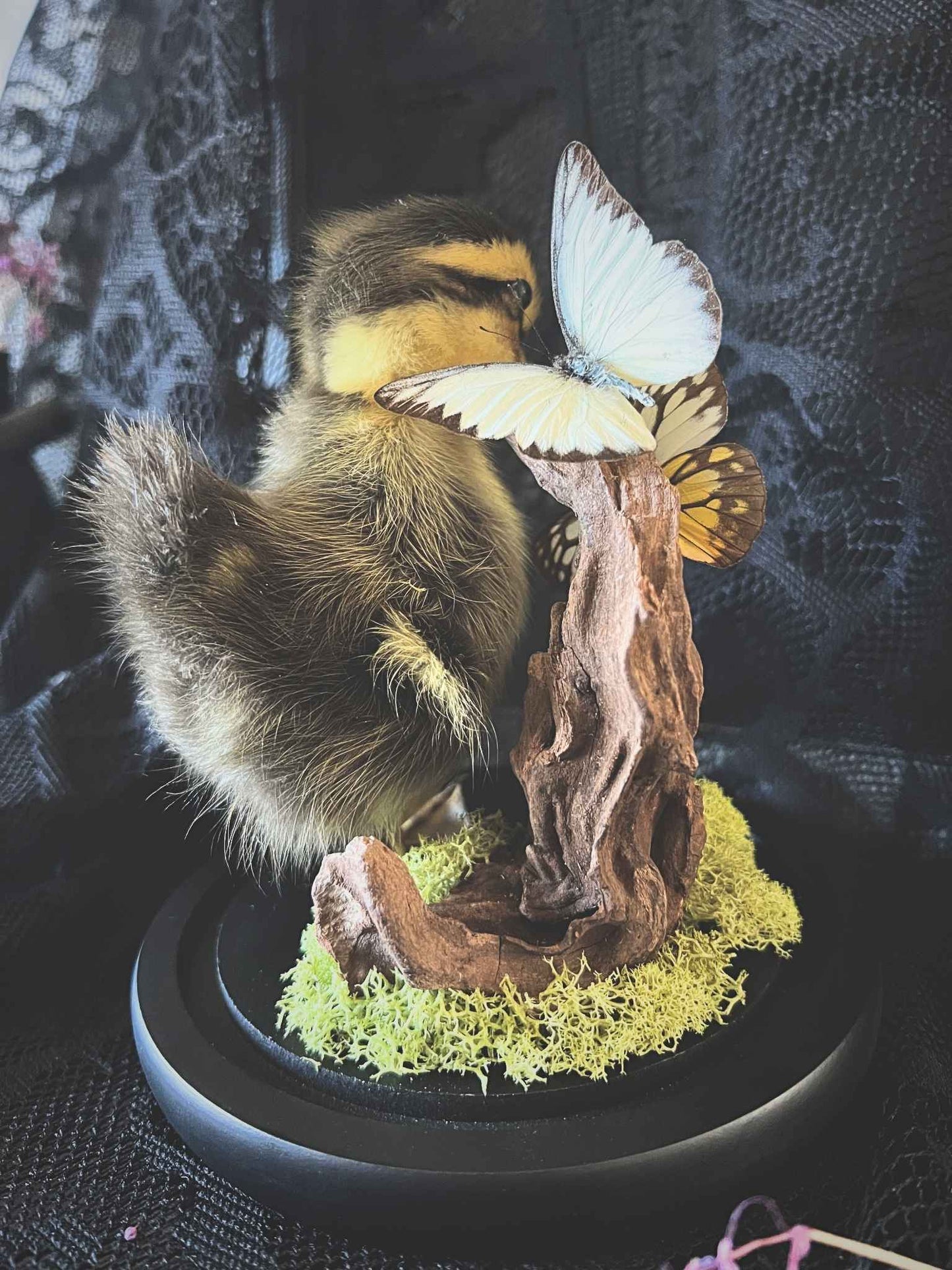 Taxidermy Striped Yellow Duckling, Chocolate Albatross (Appias Lyncida) & Common Yellow (Delias Baracasa) Butterfly Garden in Glass Dome