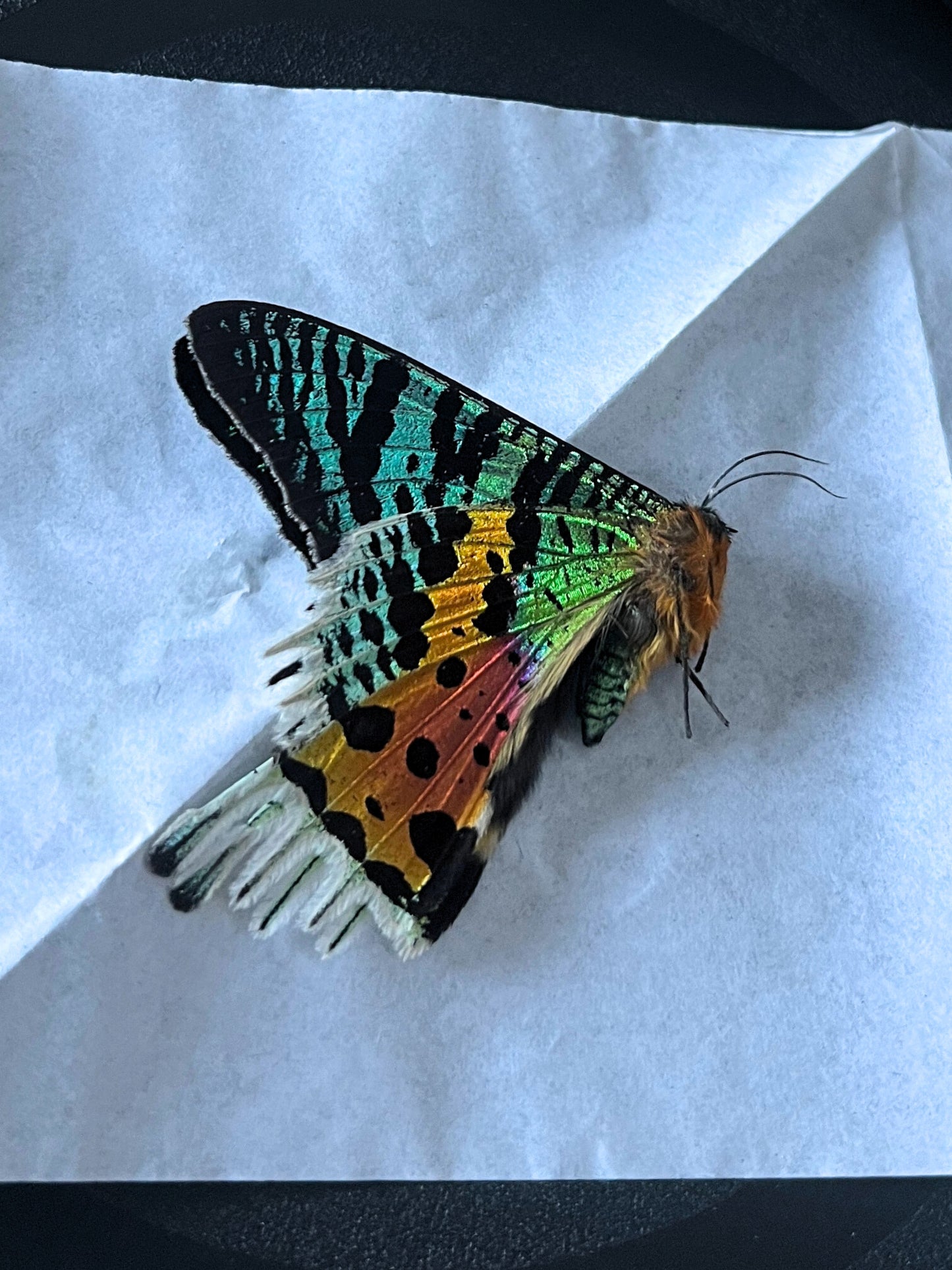 Urania ripheus on a white paper background