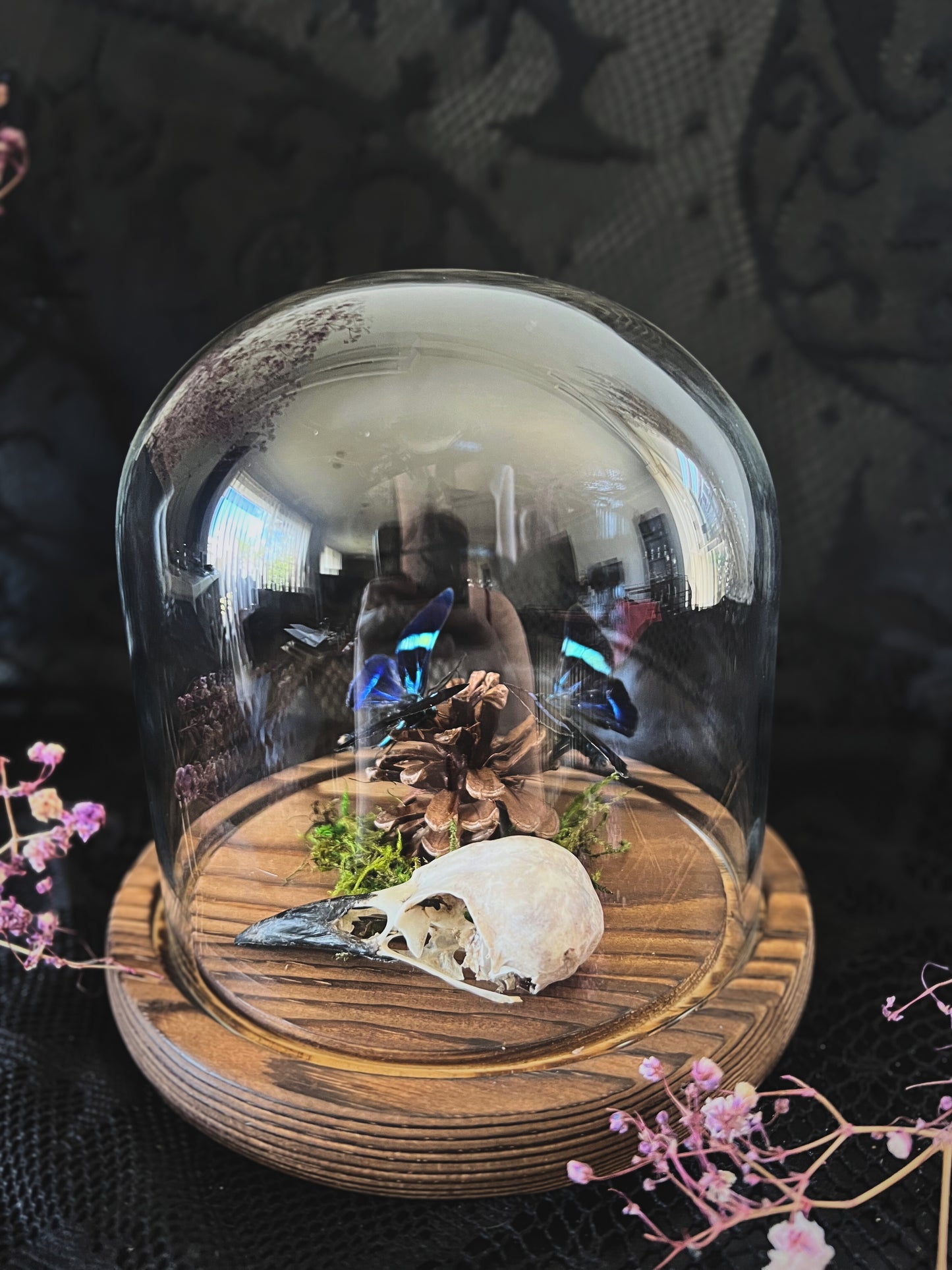 Blue Day Flying Moths (Milionia Delicatula) & Magpie Skull (Corvus Corone) in Glass Dome