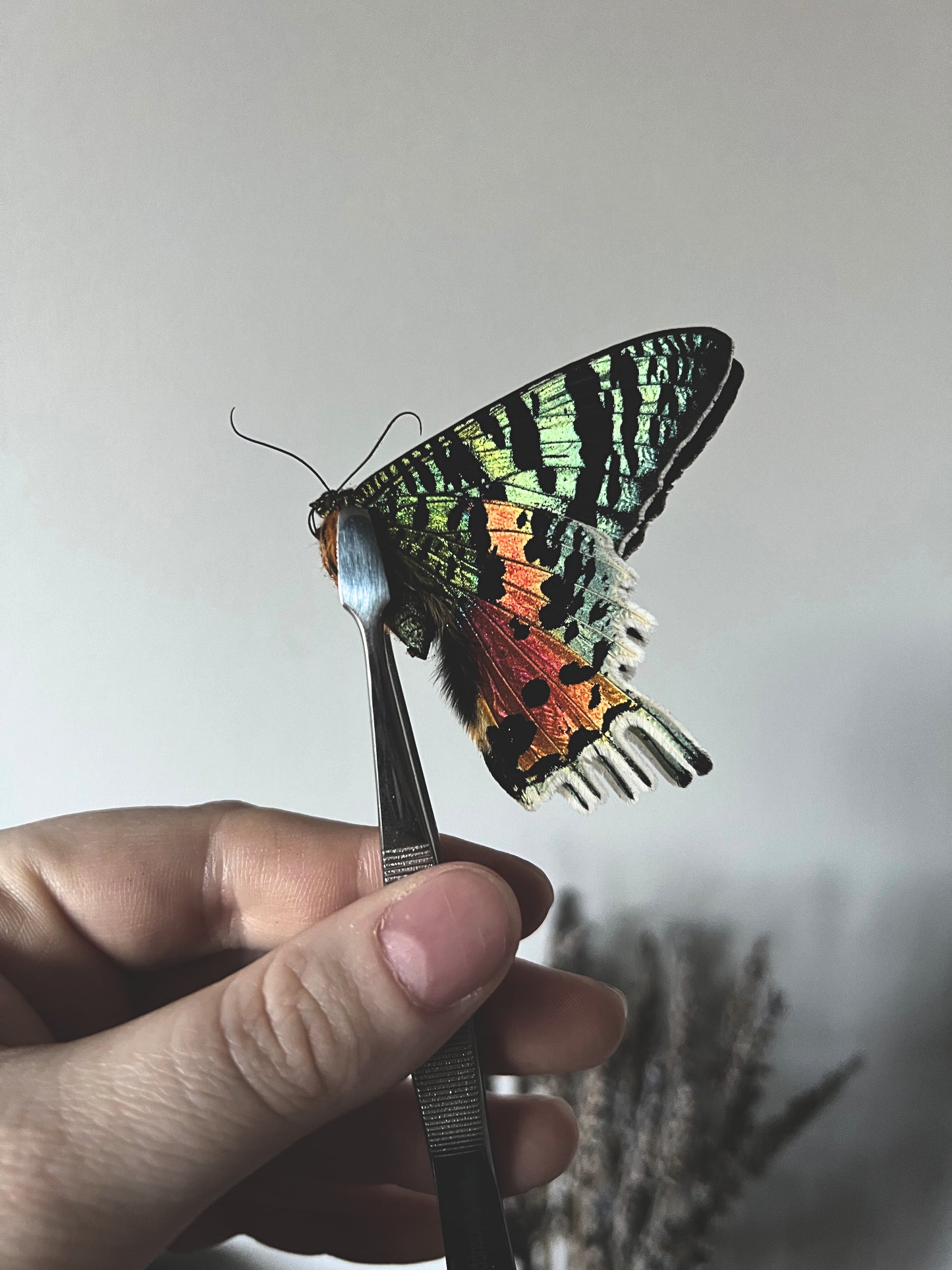 Madagascan Sunset Moth (Urania Ripheus, Chrysiridia Rhipheus) Unspread Specimen