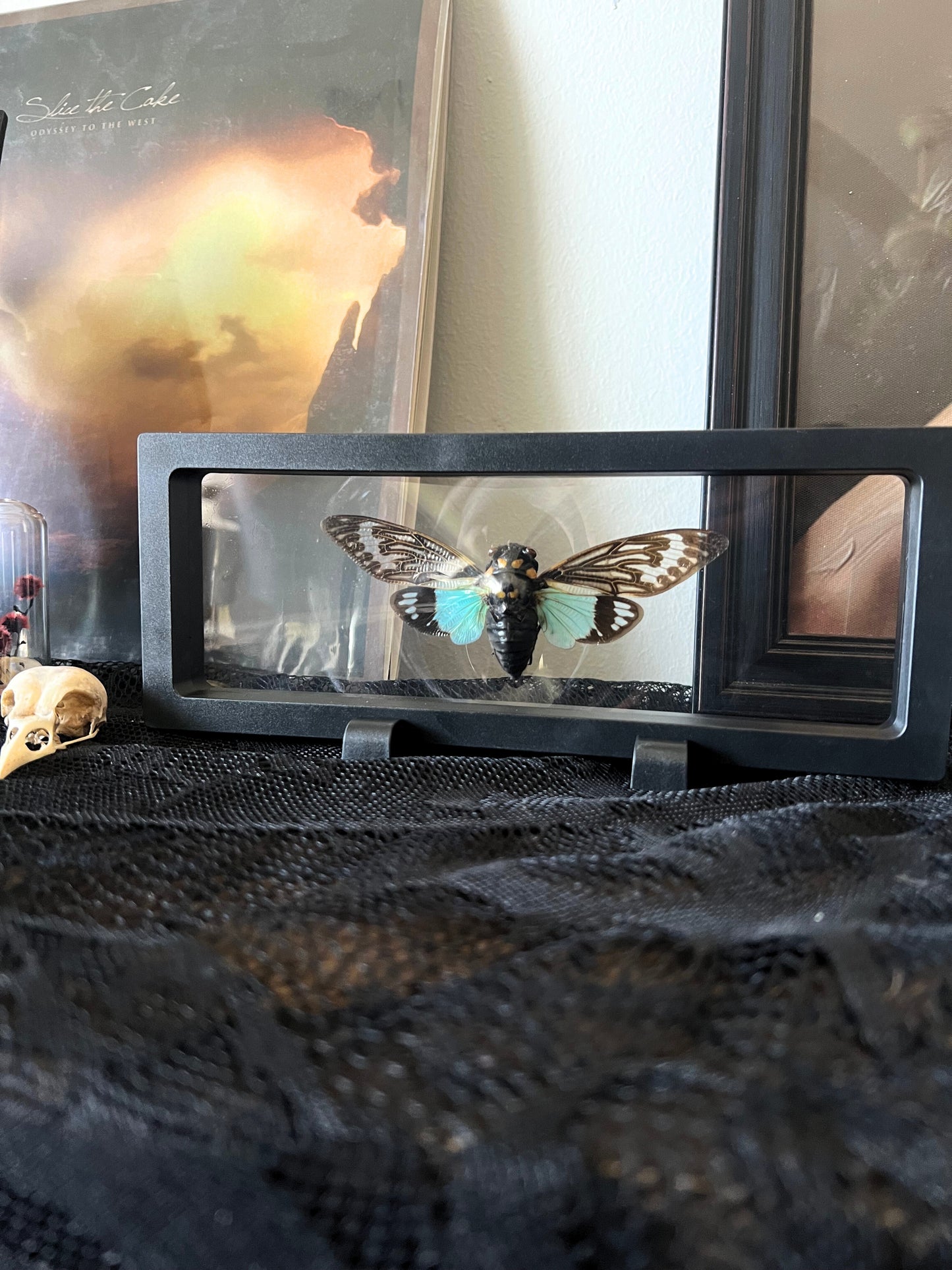 Blue Cicada (Tosena Splendida) in Display Case