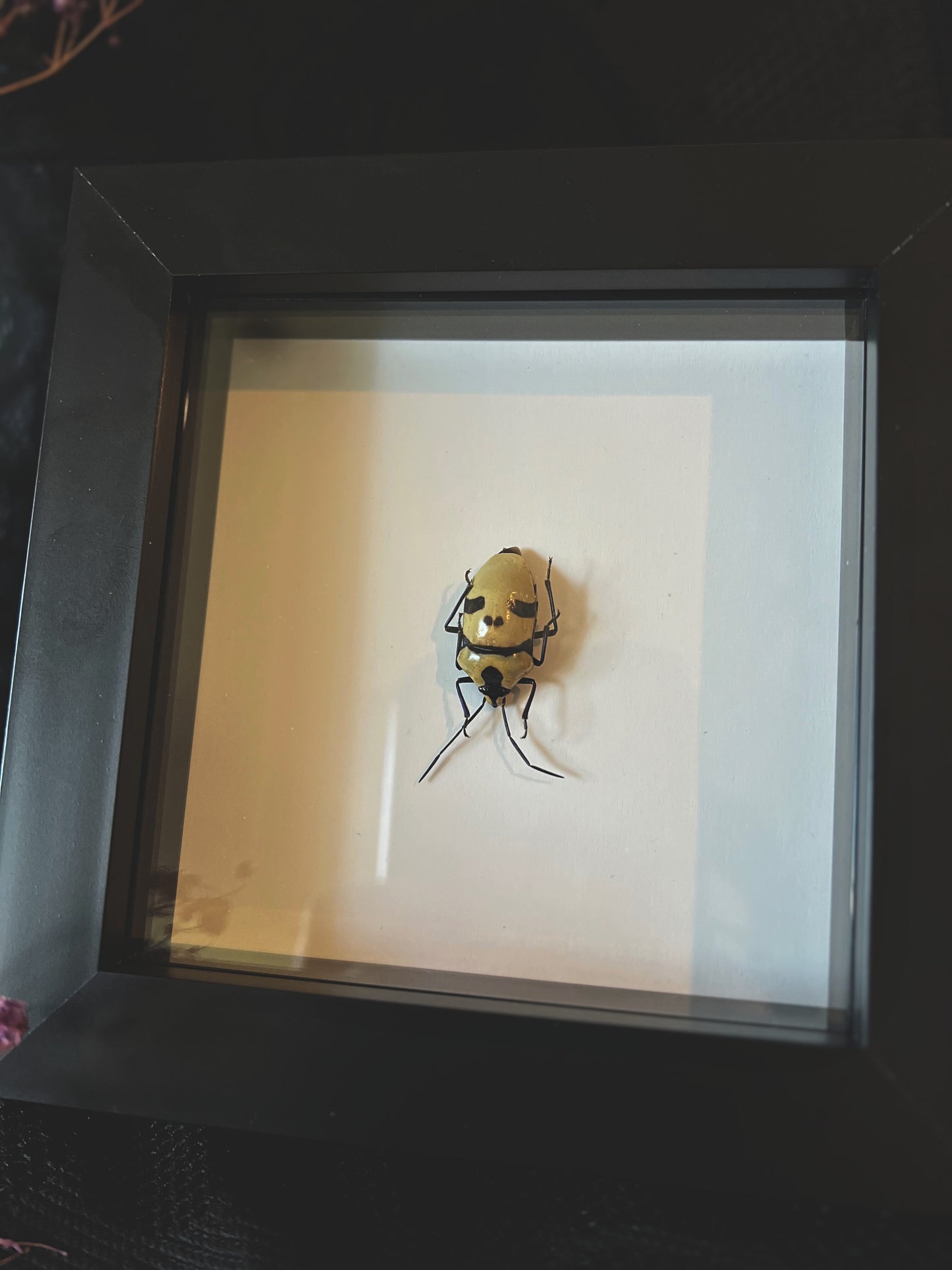 Death Head Bug (Eucorysses Grandis) in Shadow Box Frame