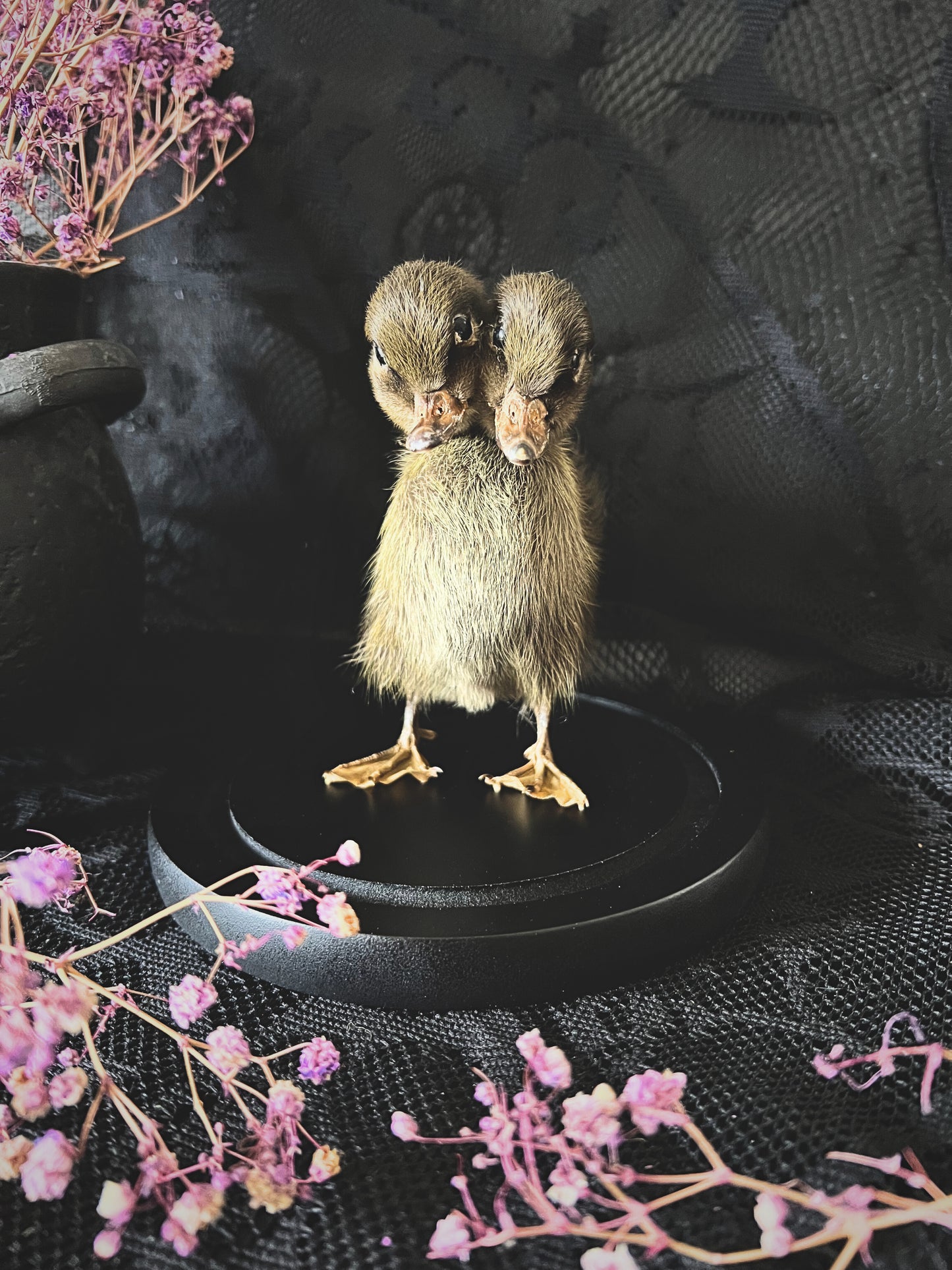 Two-Headed Taxidermy Brown Duckling in Glass Dome
