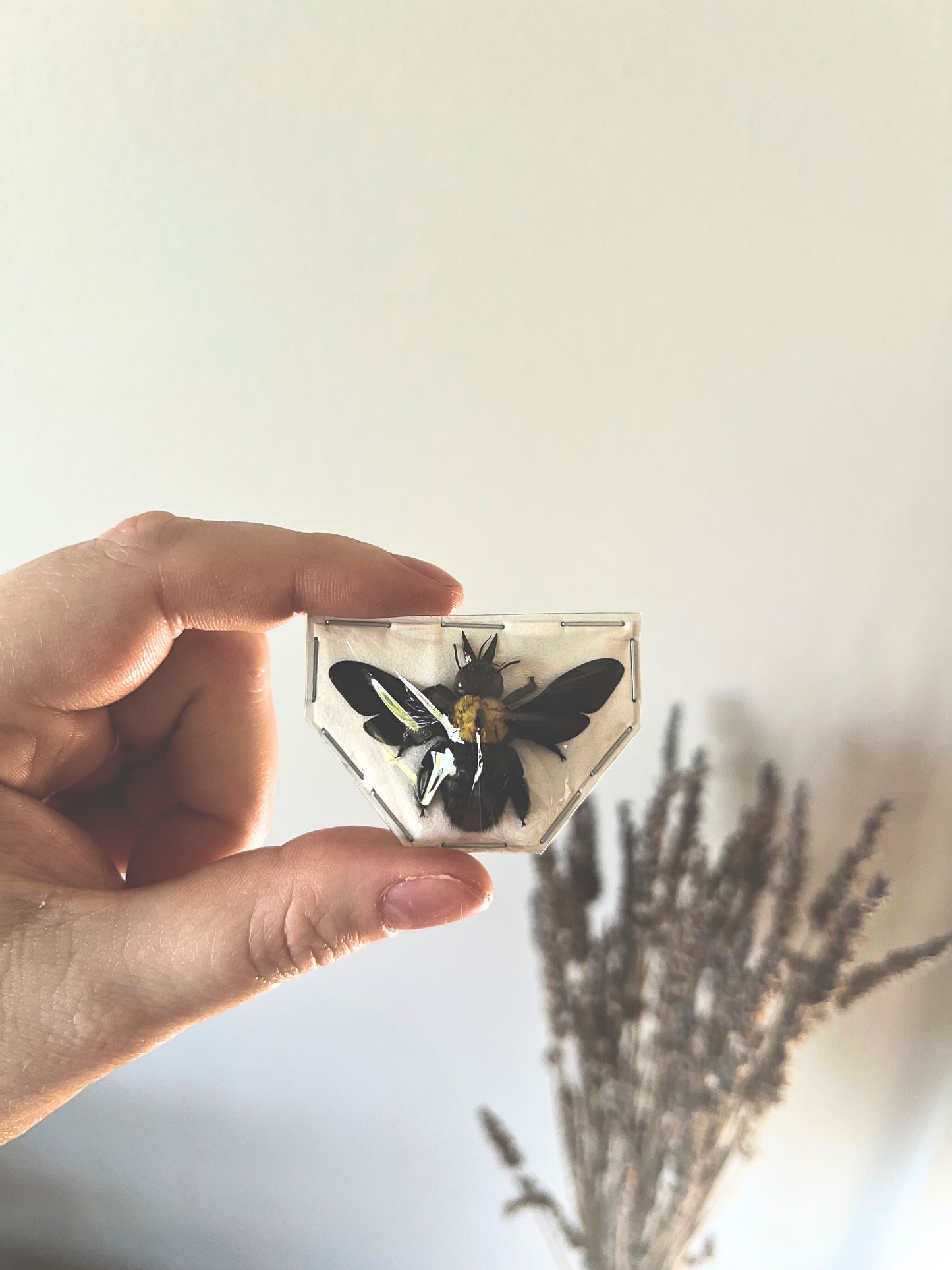 Yellow Carpenter Bee (Xylocopa Aestuans) Spread Specimen | Female