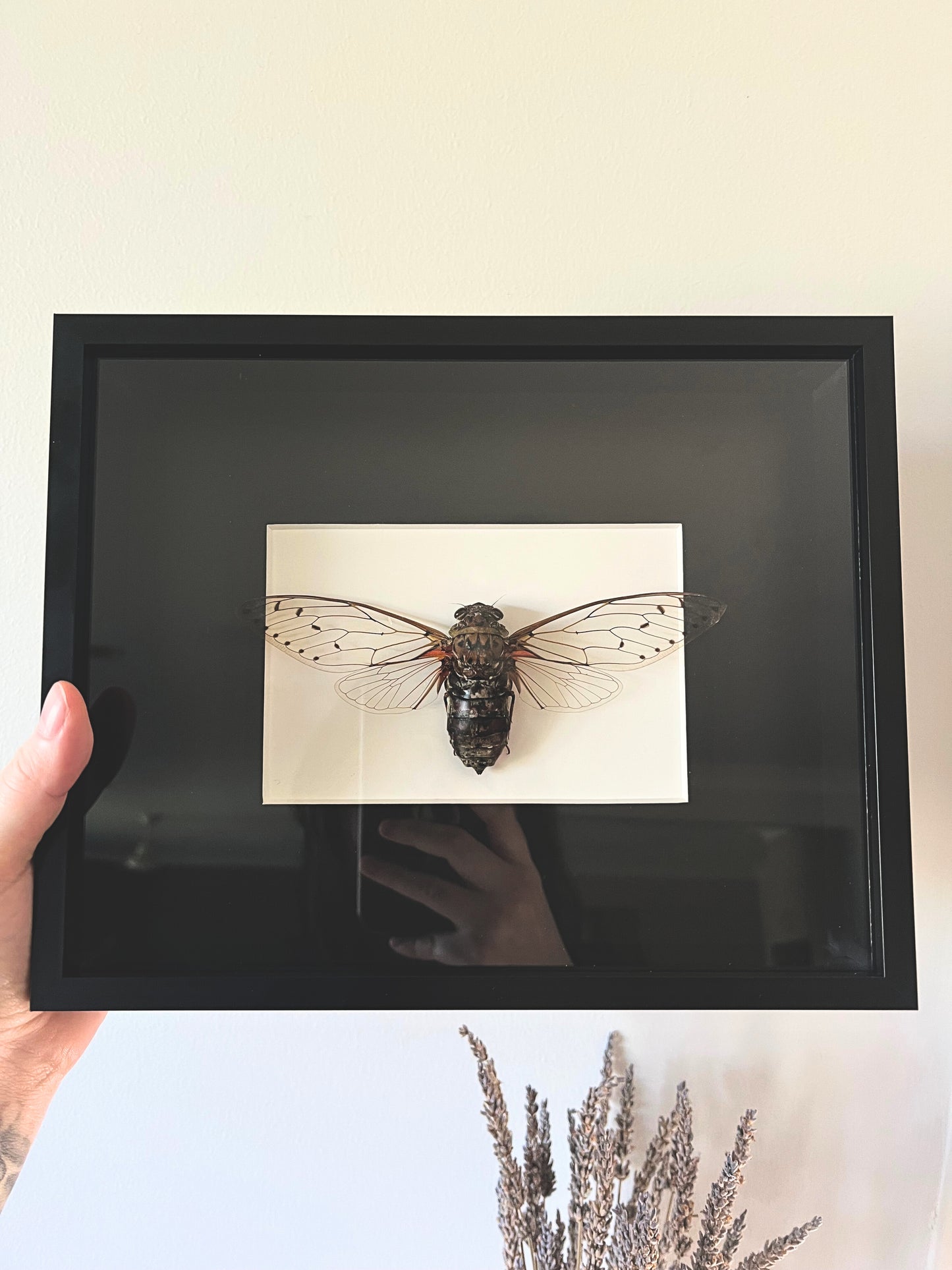 Empress Cicada (Pomponia Imperatoria) in Shadow Box Frame