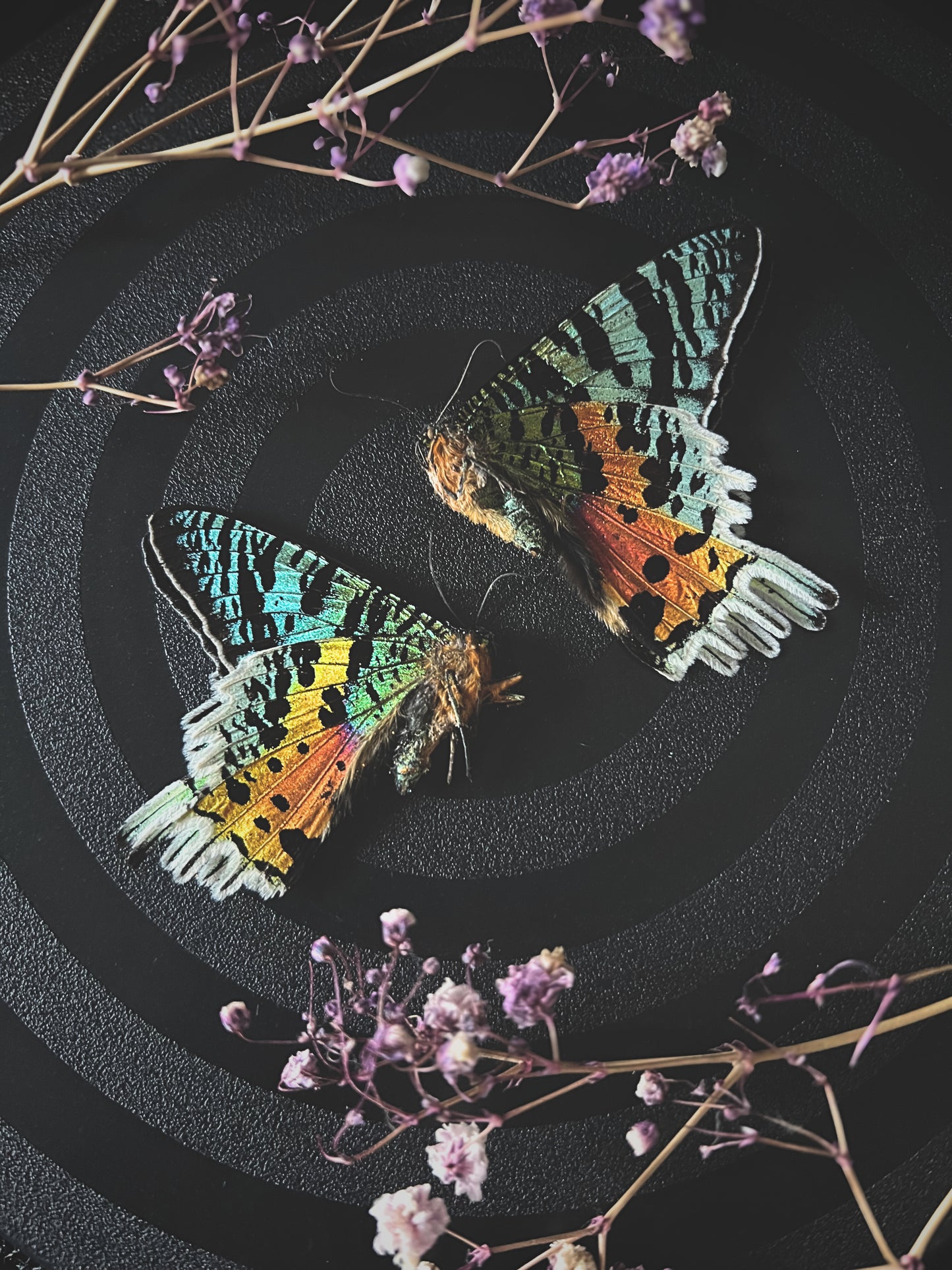 Madagascan Sunset Moth (Urania Ripheus, Chrysiridia Rhipheus) Unspread Specimen