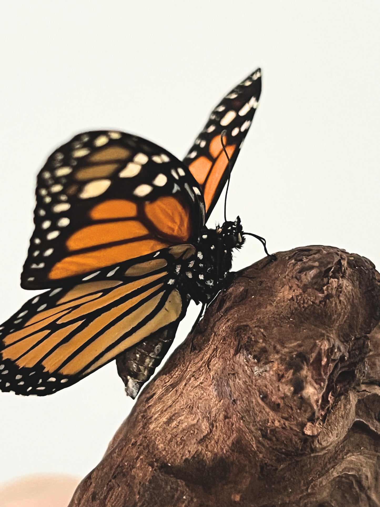 Monarch Butterfly (Danaus Plexippus) in Glass Dome