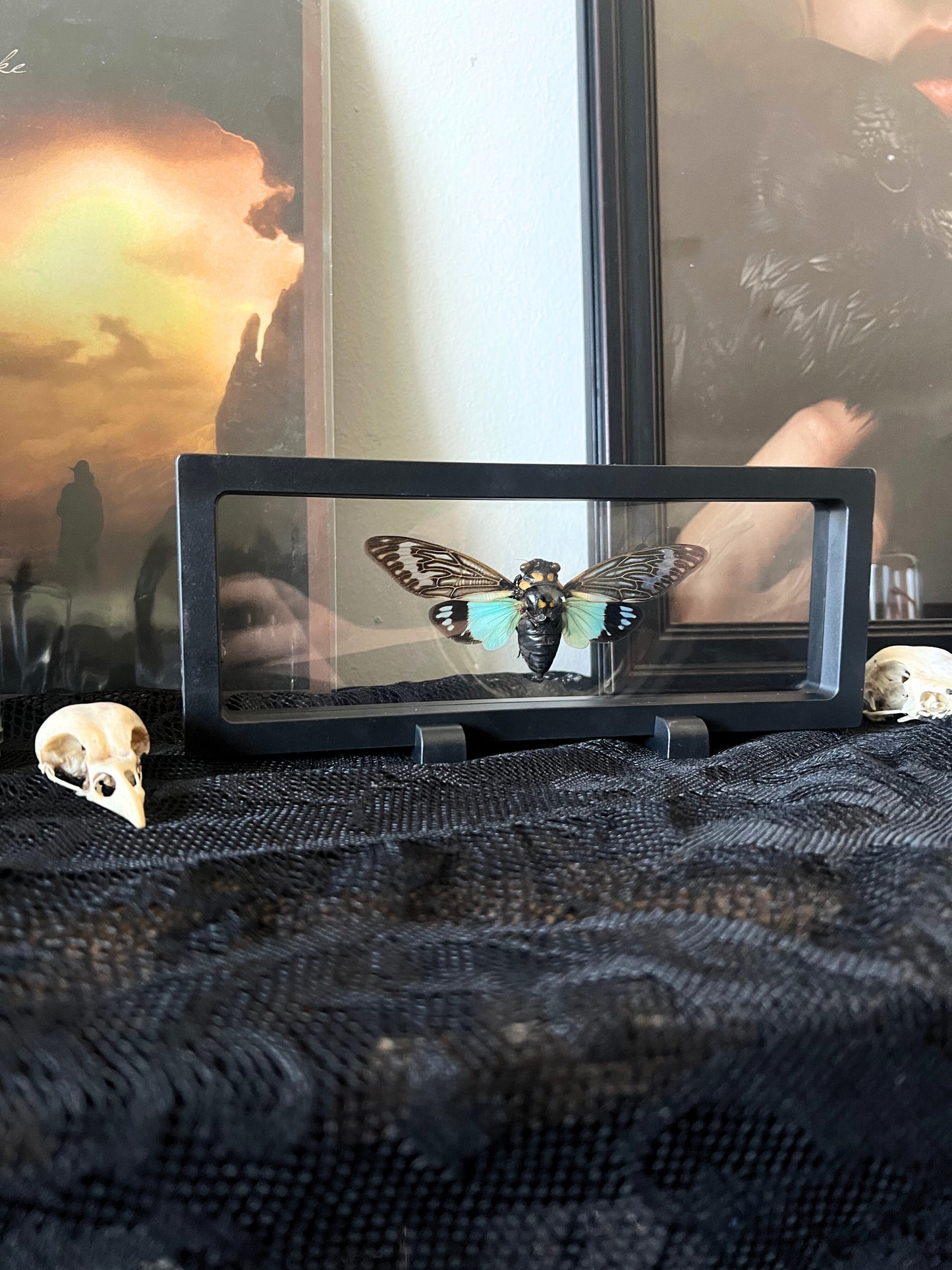 Blue Cicada (Tosena Splendida) in Display Case