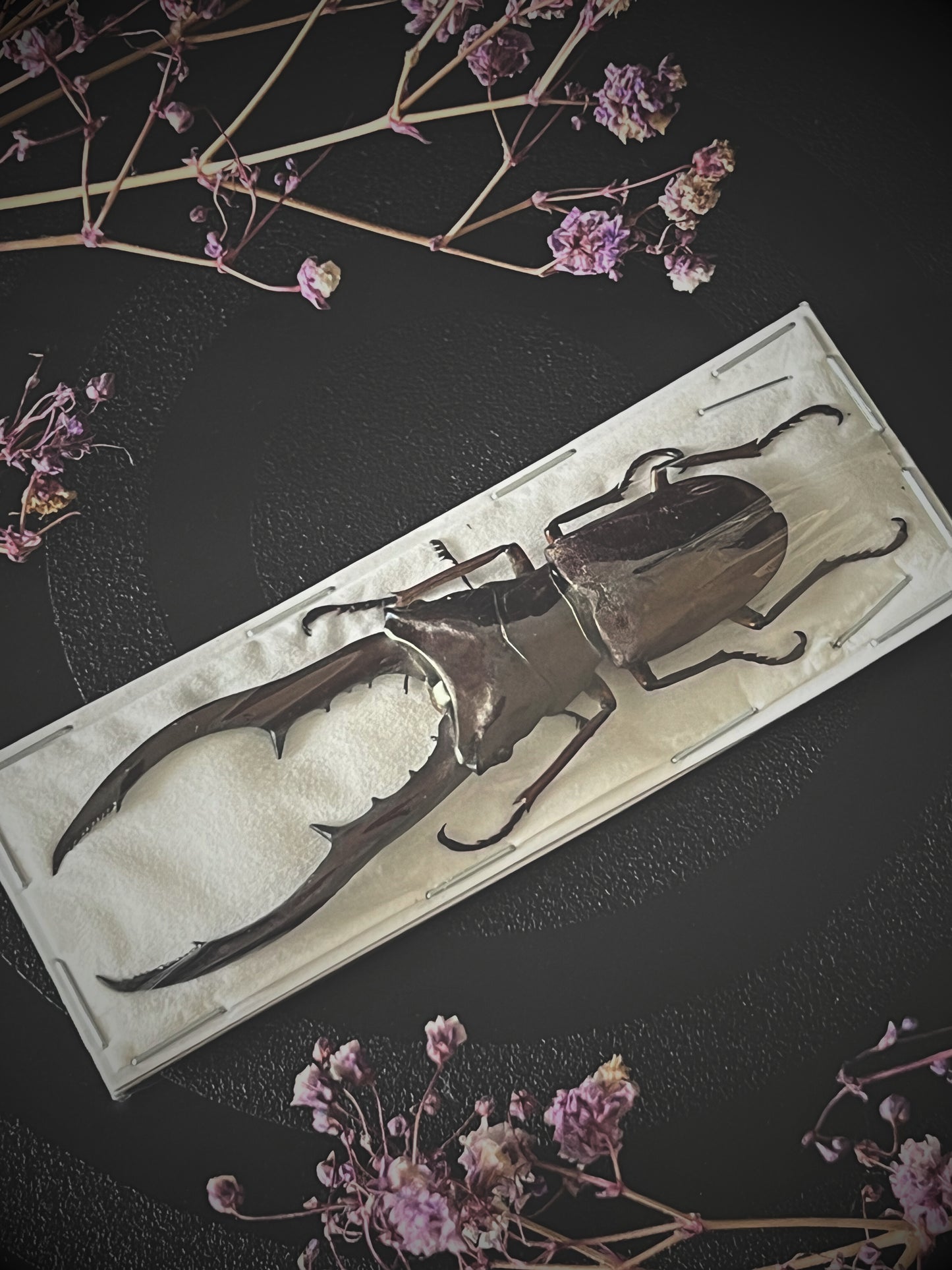 Bronze Stag Beetle (Cyclommatus Metallifer Aenomicans) Dehydrated Specimen
