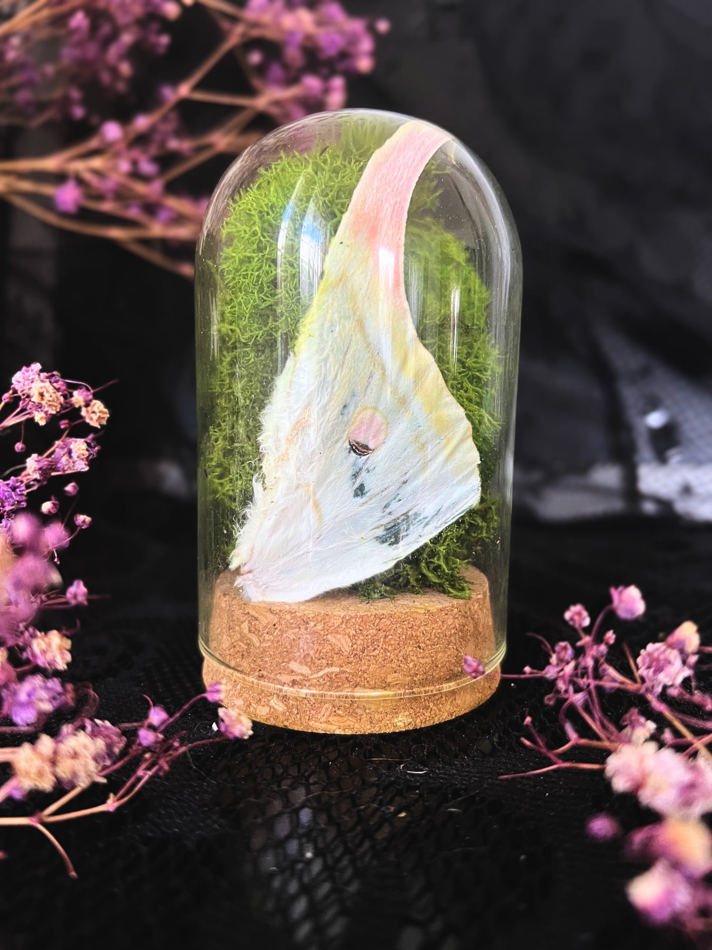 Luna Moth (Actias Luna) Wing & Moss in a Cloche Dome