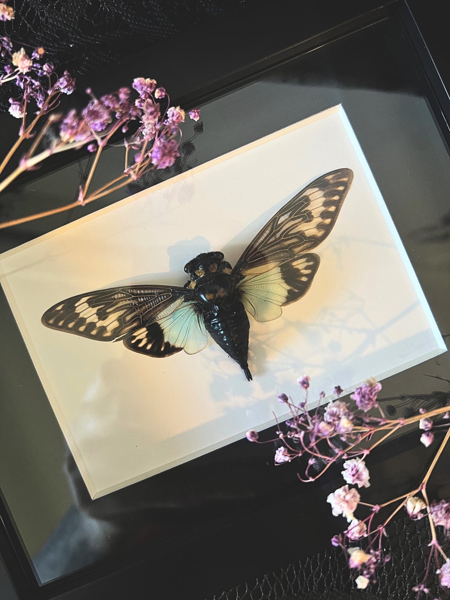 Blue Cicada (Tosena Splendida) in Shadow Box Frame