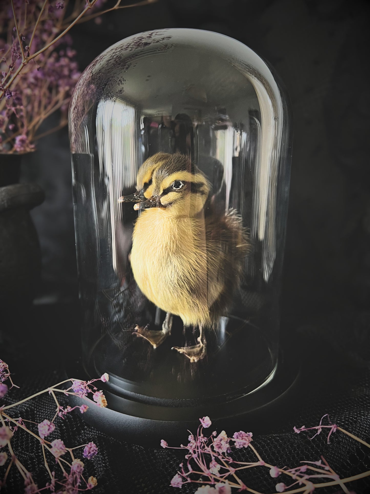 Two-Headed Taxidermy Striped Yellow & Brown Duckling in Glass Dome