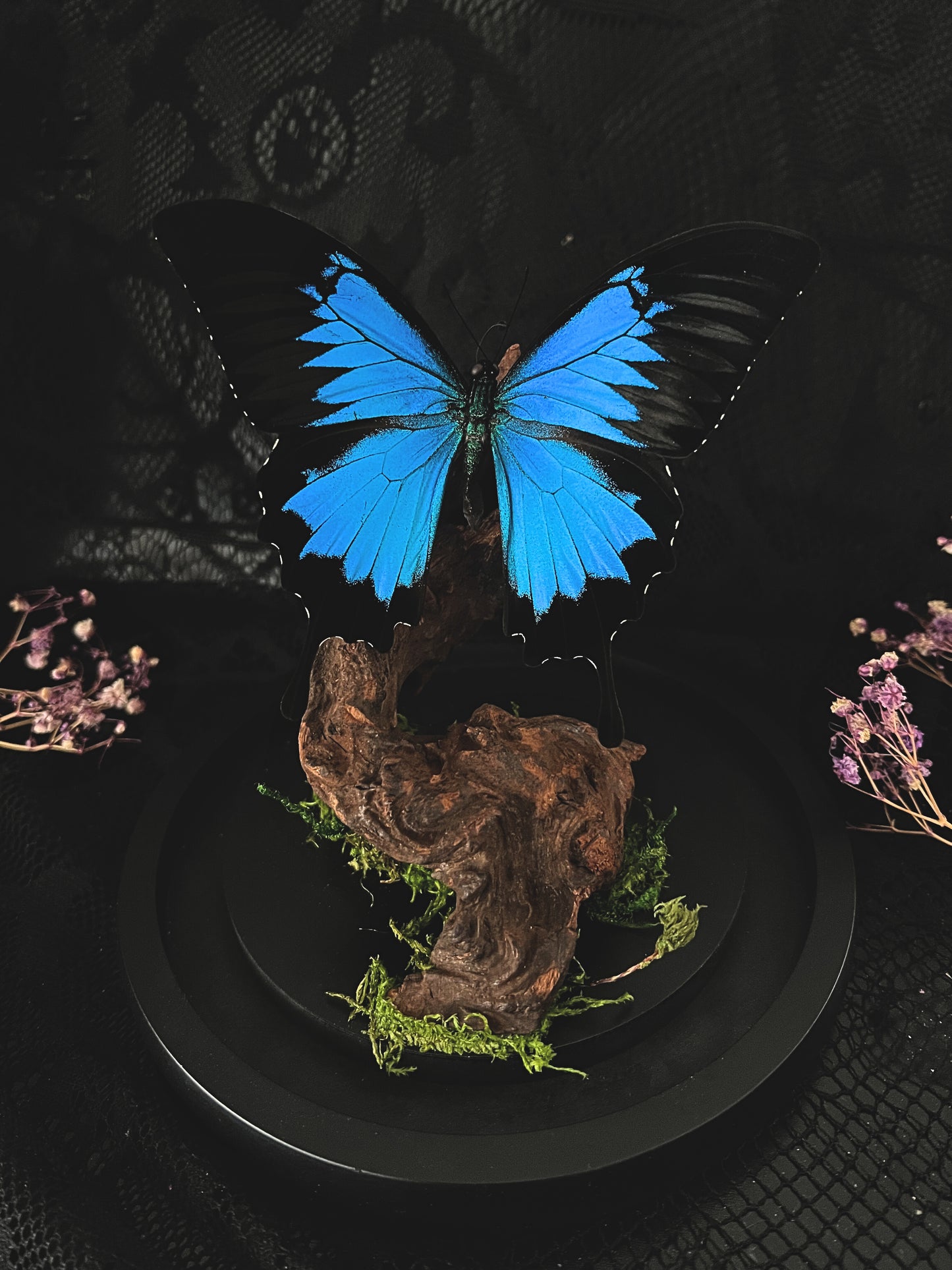 Blue Mountain Swallowtail Butterfly (Papilio Ulysses) in Glass Dome