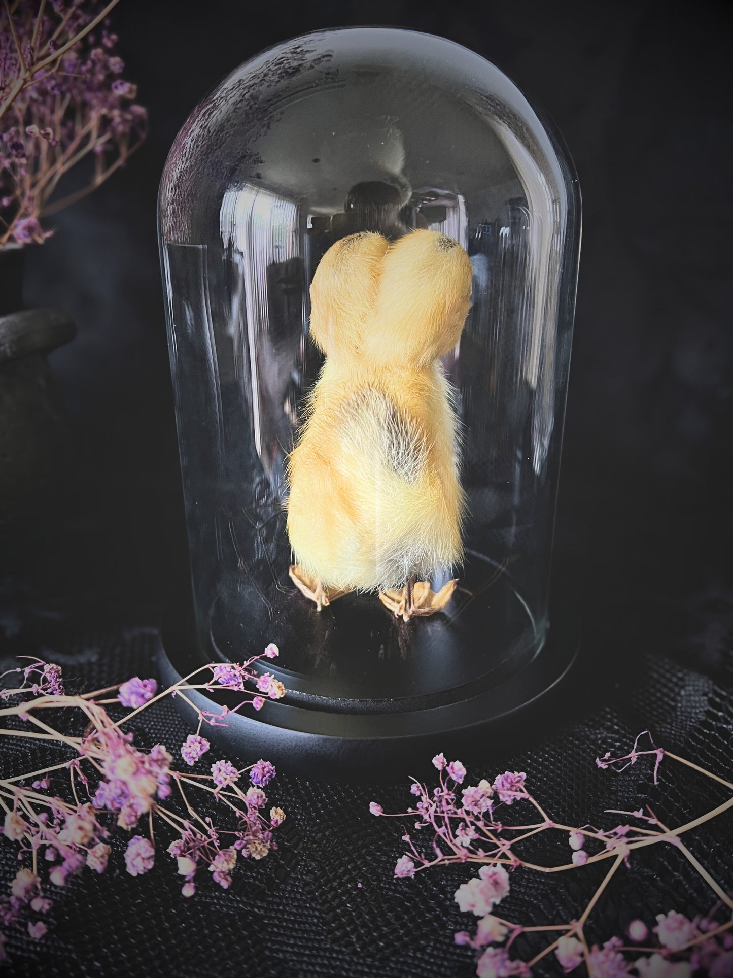 Two-Headed Taxidermy Yellow Duckling in Glass Dome