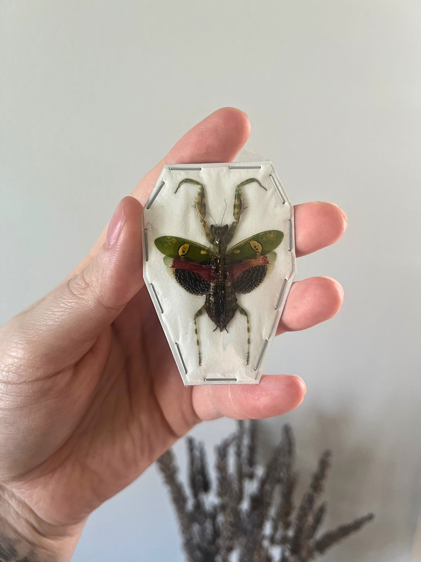 Orchid Praying Mantis (Creobroter Gemmatus) Undisplayed Spread Specimen