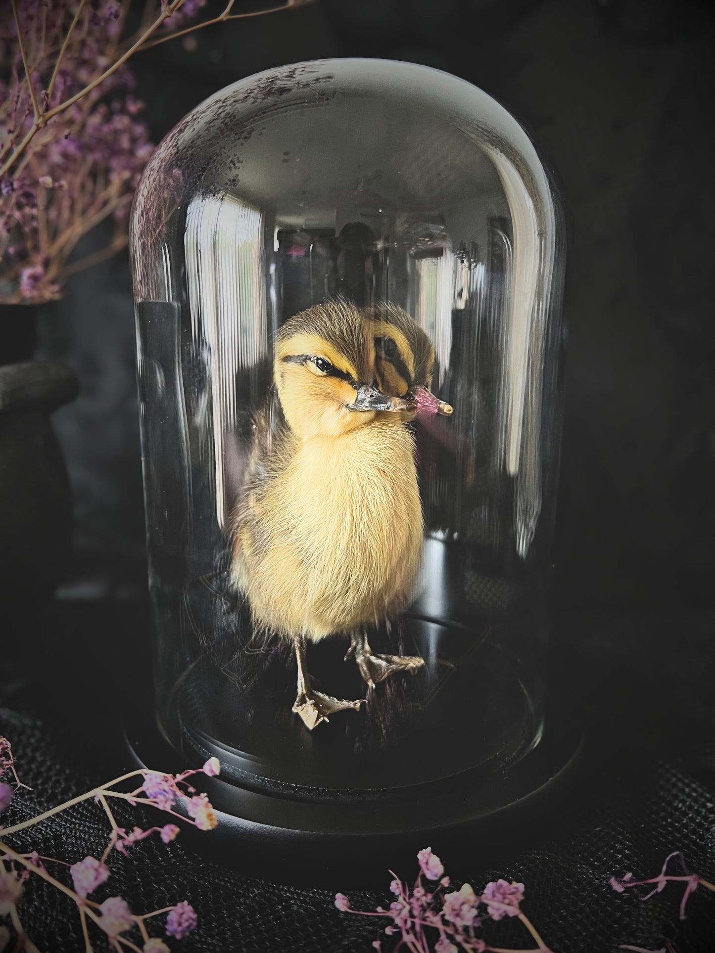 Two-Headed Taxidermy Striped Yellow & Brown Duckling in Glass Dome