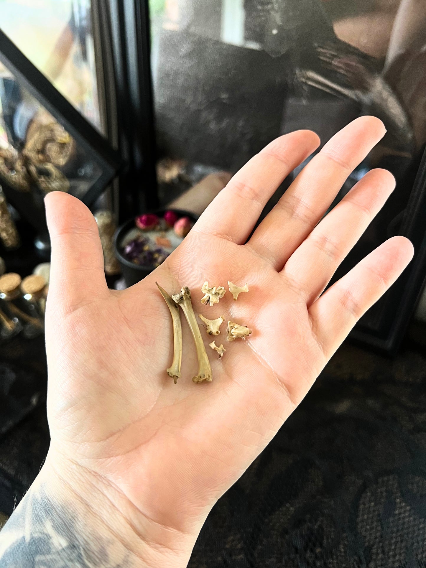 crow bones and vertebrae on a hand.