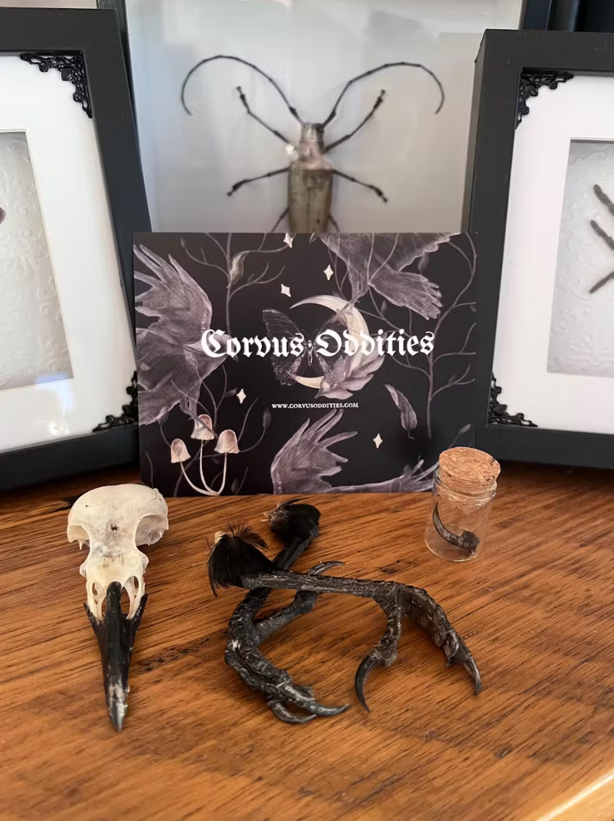 Decorative items including a crow skull, crow feet and crow talon on a wooden surface.