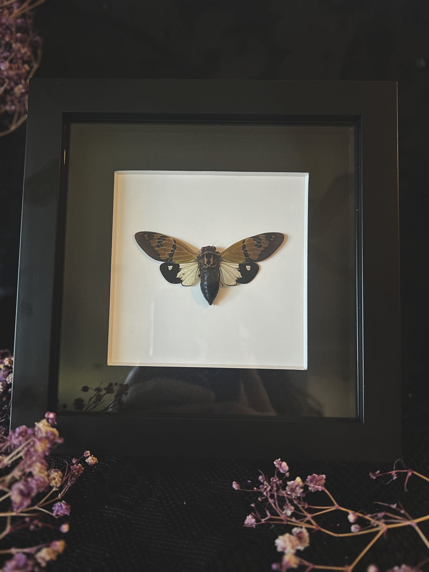The Butterfly Cicada (Gaeana Festiva White) in Shadow Box Frame