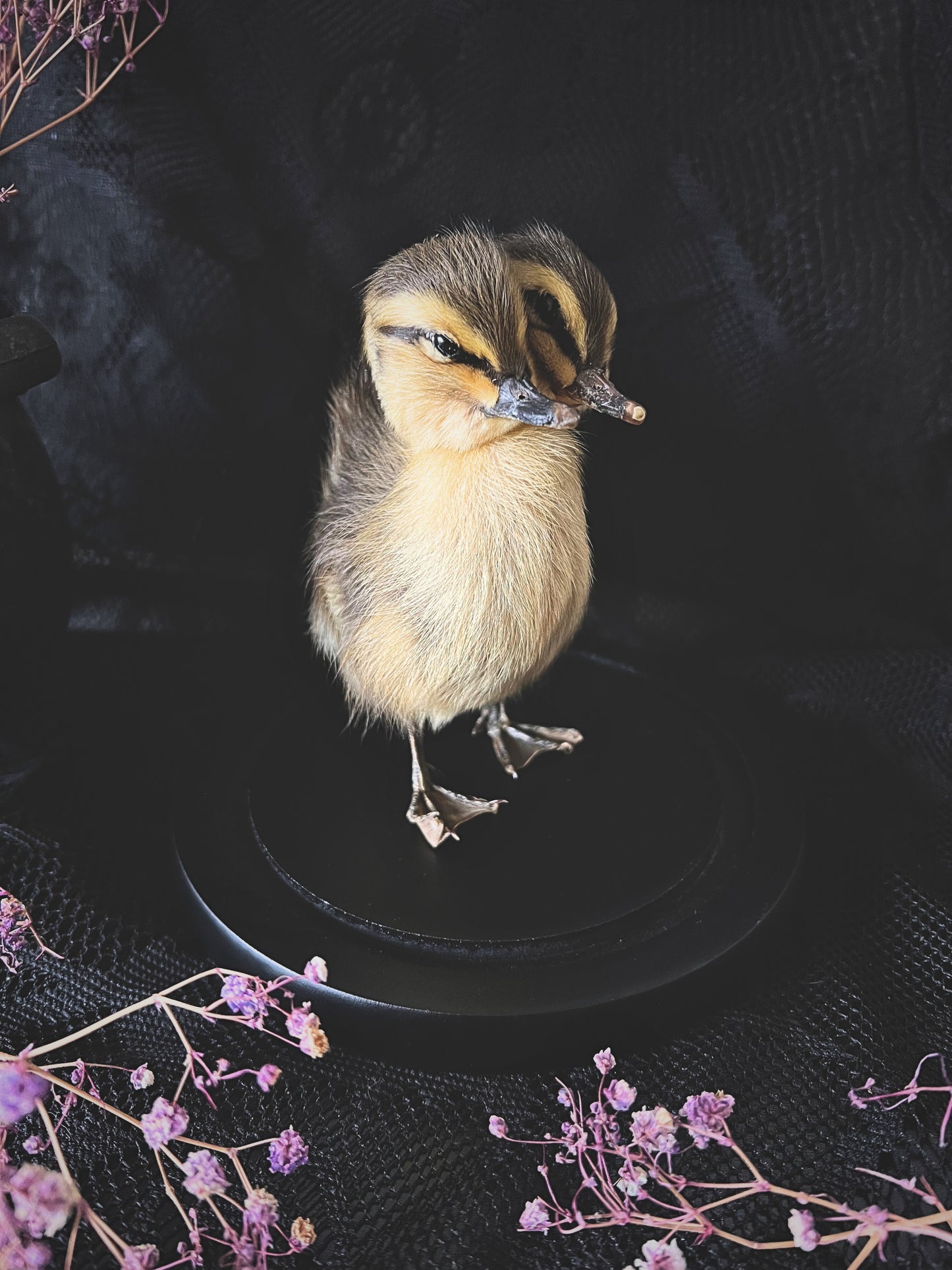 Two-Headed Taxidermy Striped Yellow & Brown Duckling in Glass Dome