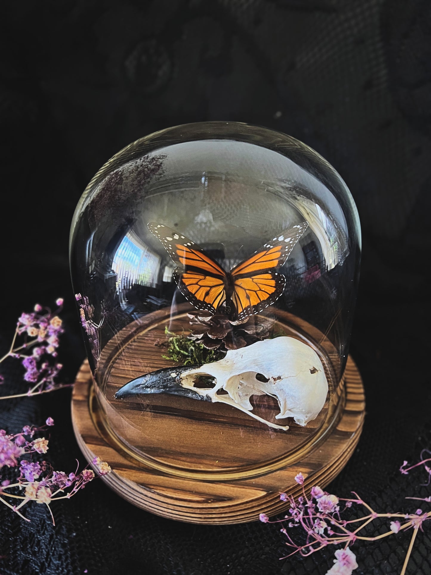 Monarch Butterfly (Danaus Plexippus) & Crow Skull (Corvus Corone) in Glass Dome