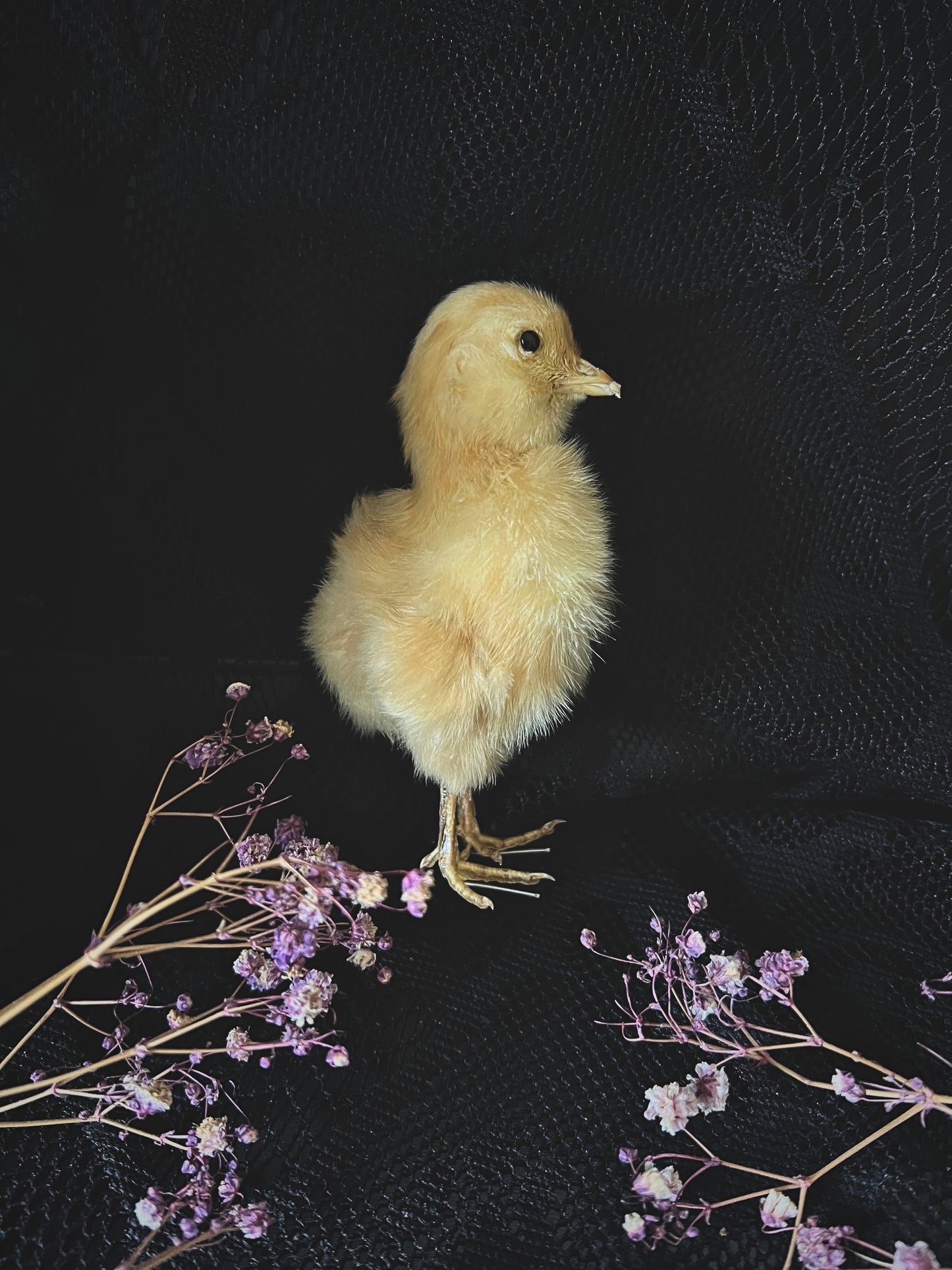Yellow Taxidermy Chick