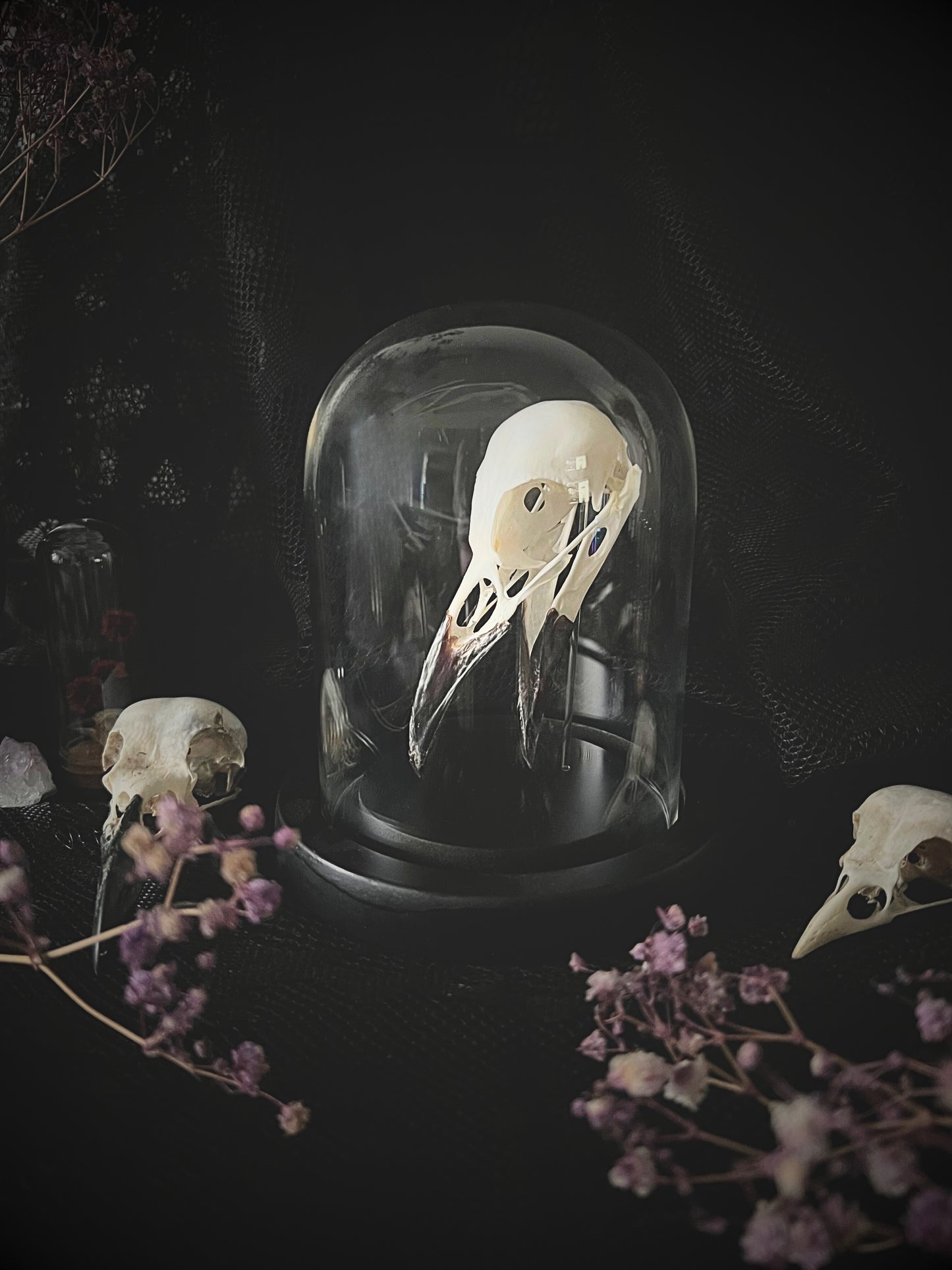 Complete Carrion Crow Skull (Corvus Corone) in Glass Dome | A Quality